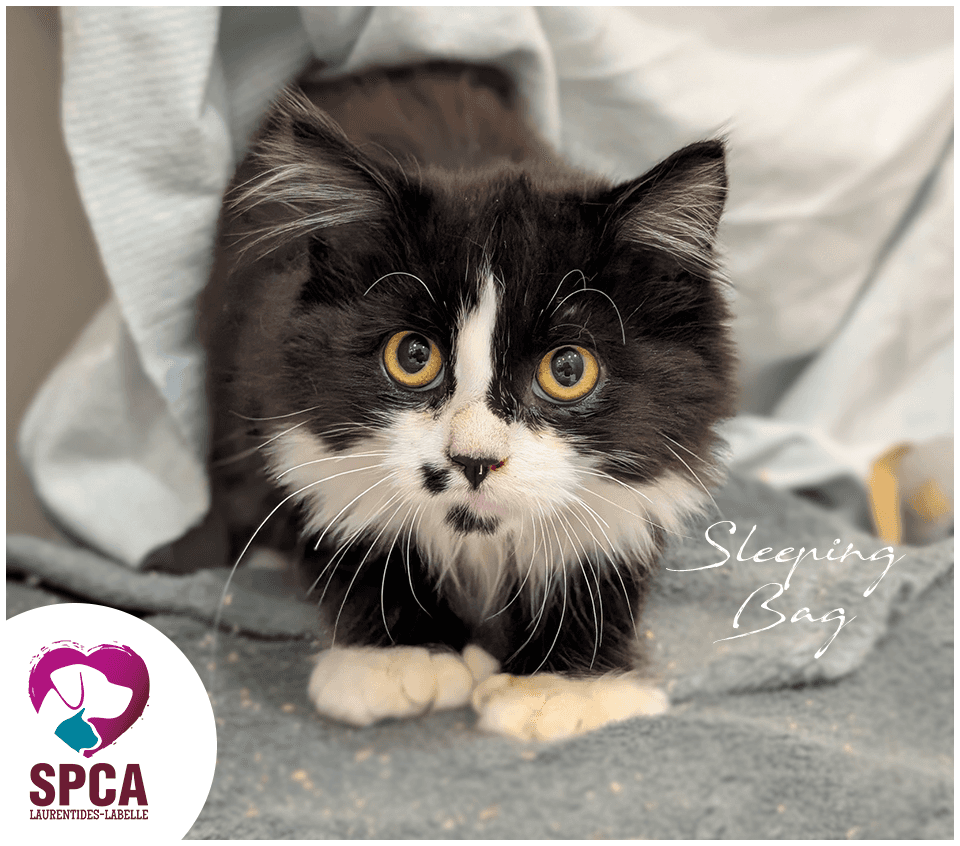 Sleeping Bag - Domestic Shorthair cat available for adoption at SPCA Laurentides-Labelle in Montreal