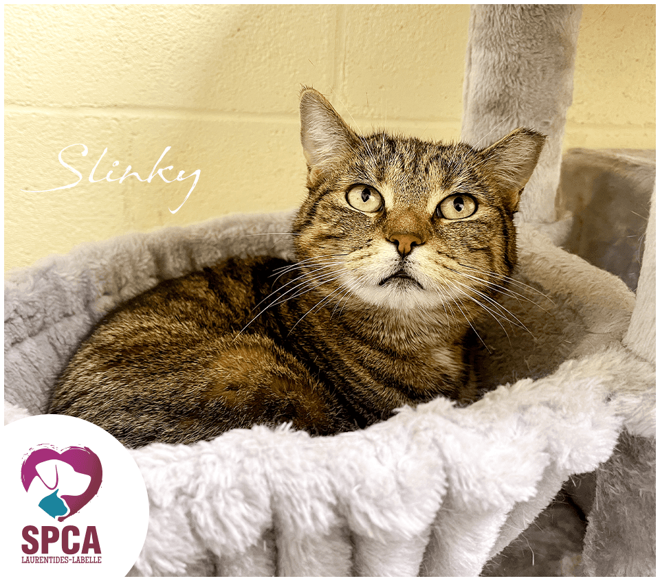 Slinky - Domestic Shorthair cat available for adoption at SPCA Laurentides-Labelle in Montreal
