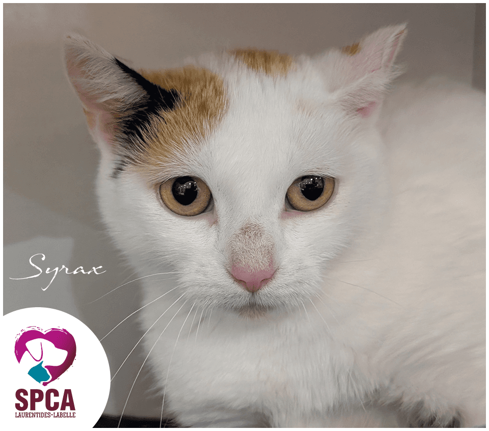 Syrax - Domestic Shorthair cat available for adoption at SPCA Laurentides-Labelle in Montreal