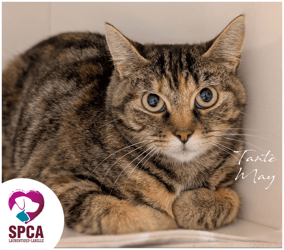 Tante May - Domestic Shorthair cat available for adoption at SPCA Laurentides-Labelle in Montreal