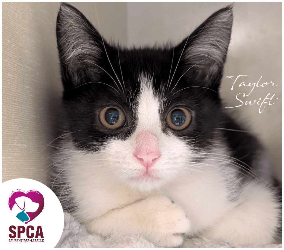 Taylorswift - Domestic Shorthair cat available for adoption at SPCA Laurentides-Labelle in Montreal