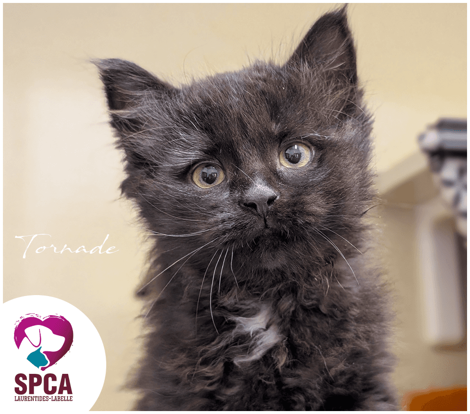 Tornade - Domestic Shorthair cat available for adoption at SPCA Laurentides-Labelle in Montreal