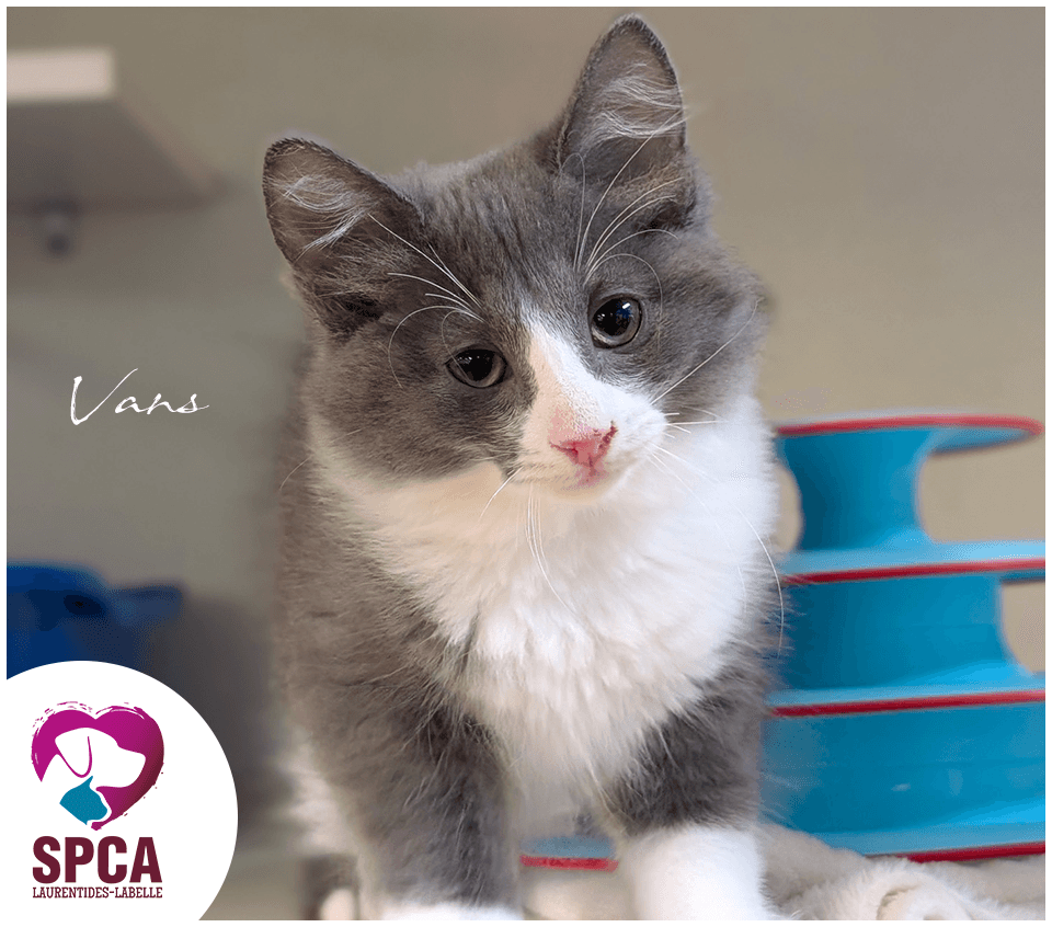 Vans - Domestic Shorthair cat available for adoption at SPCA Laurentides-Labelle in Montreal