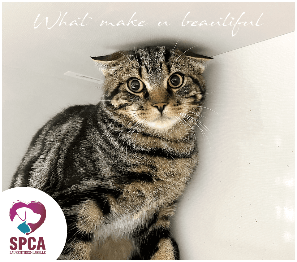What Make U Beautiful - Domestic Shorthair available for adoption
