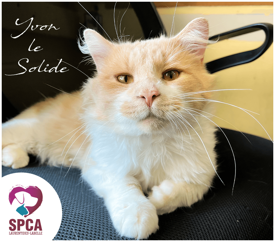 Yvon Le Solide - Domestic Shorthair cat available for adoption at SPCA Laurentides-Labelle in Montreal