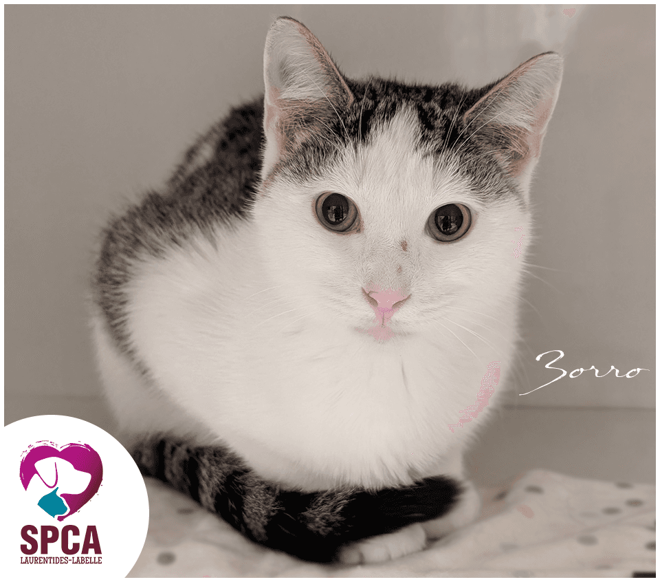 Zorro - Domestic Shorthair cat available for adoption at SPCA Laurentides-Labelle in Montreal
