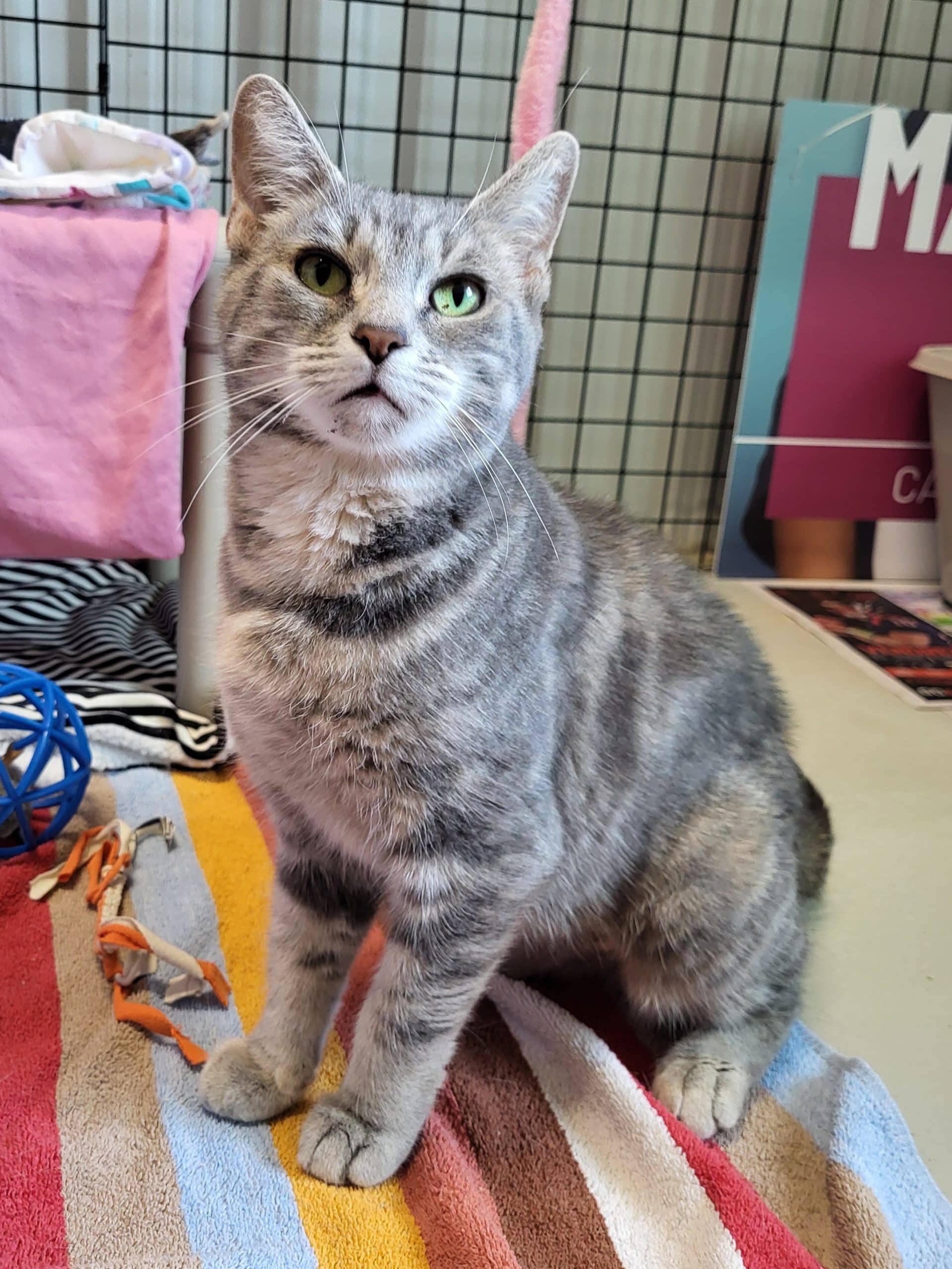 Esméralda - Domestic Shorthair available for adoption