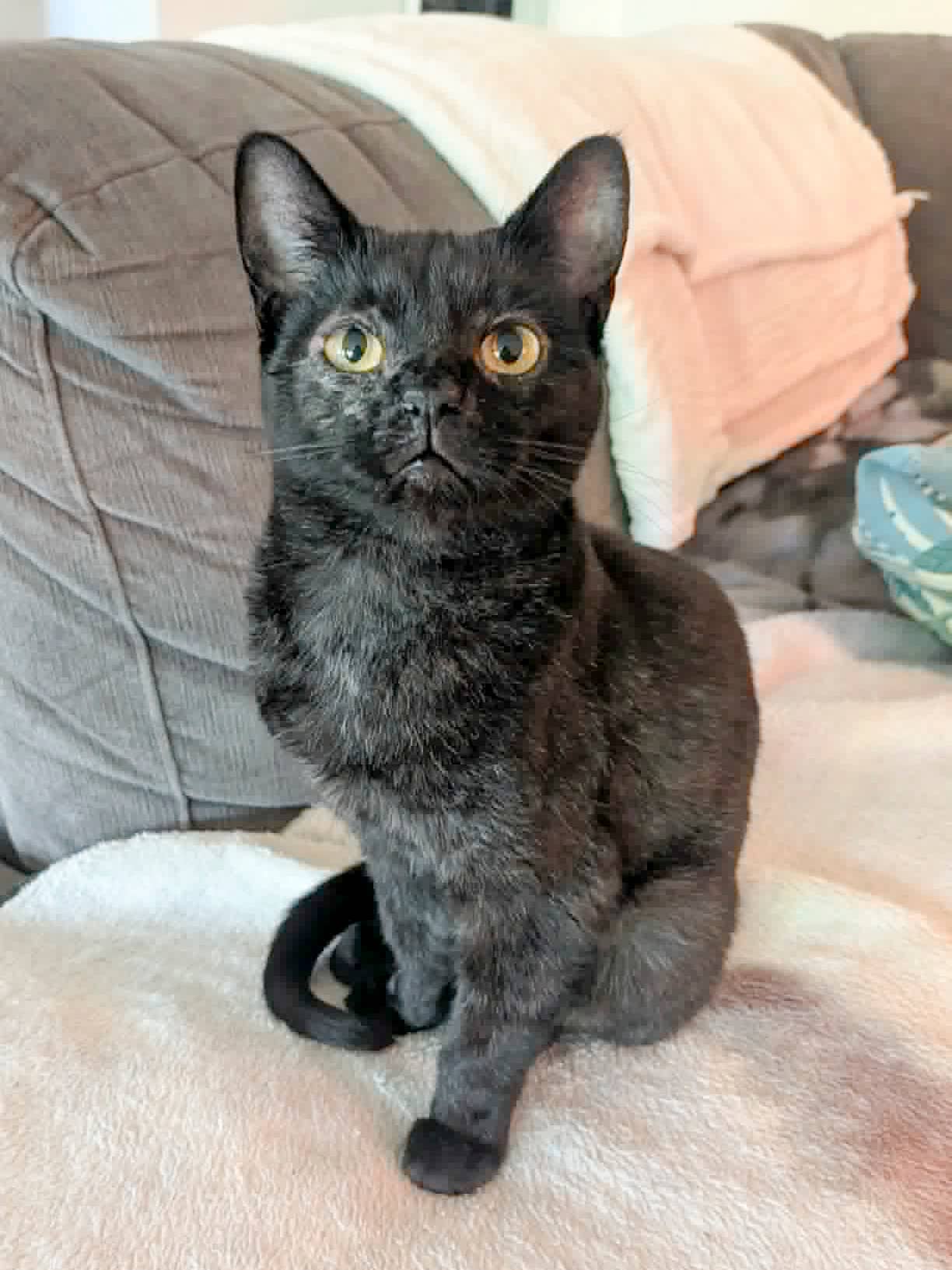 Sylvie - Domestic Shorthair available for adoption