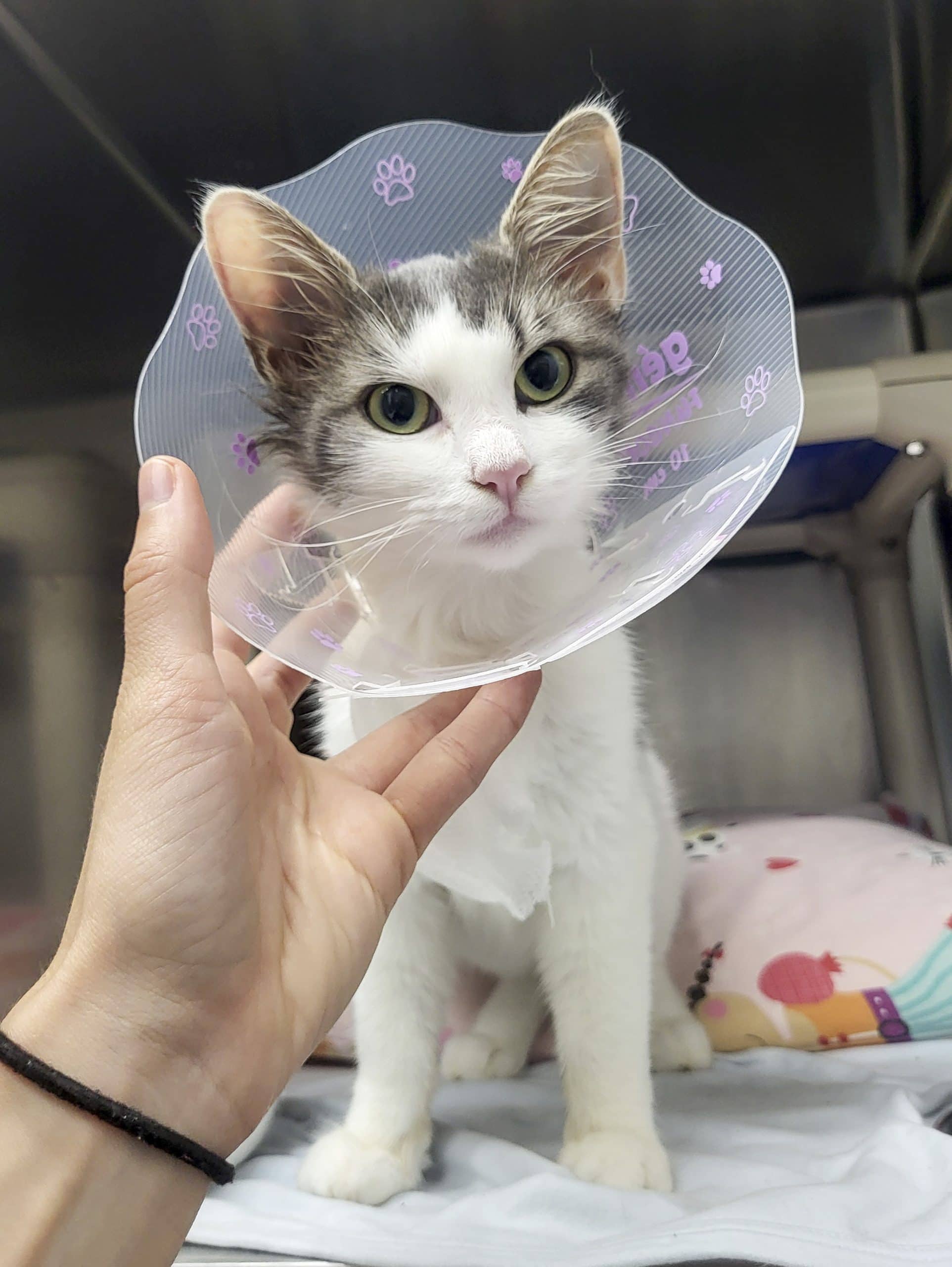 Aphrodite - Domestic Shorthair cat available for adoption at SPCA de l'Outaouais in Gatineau