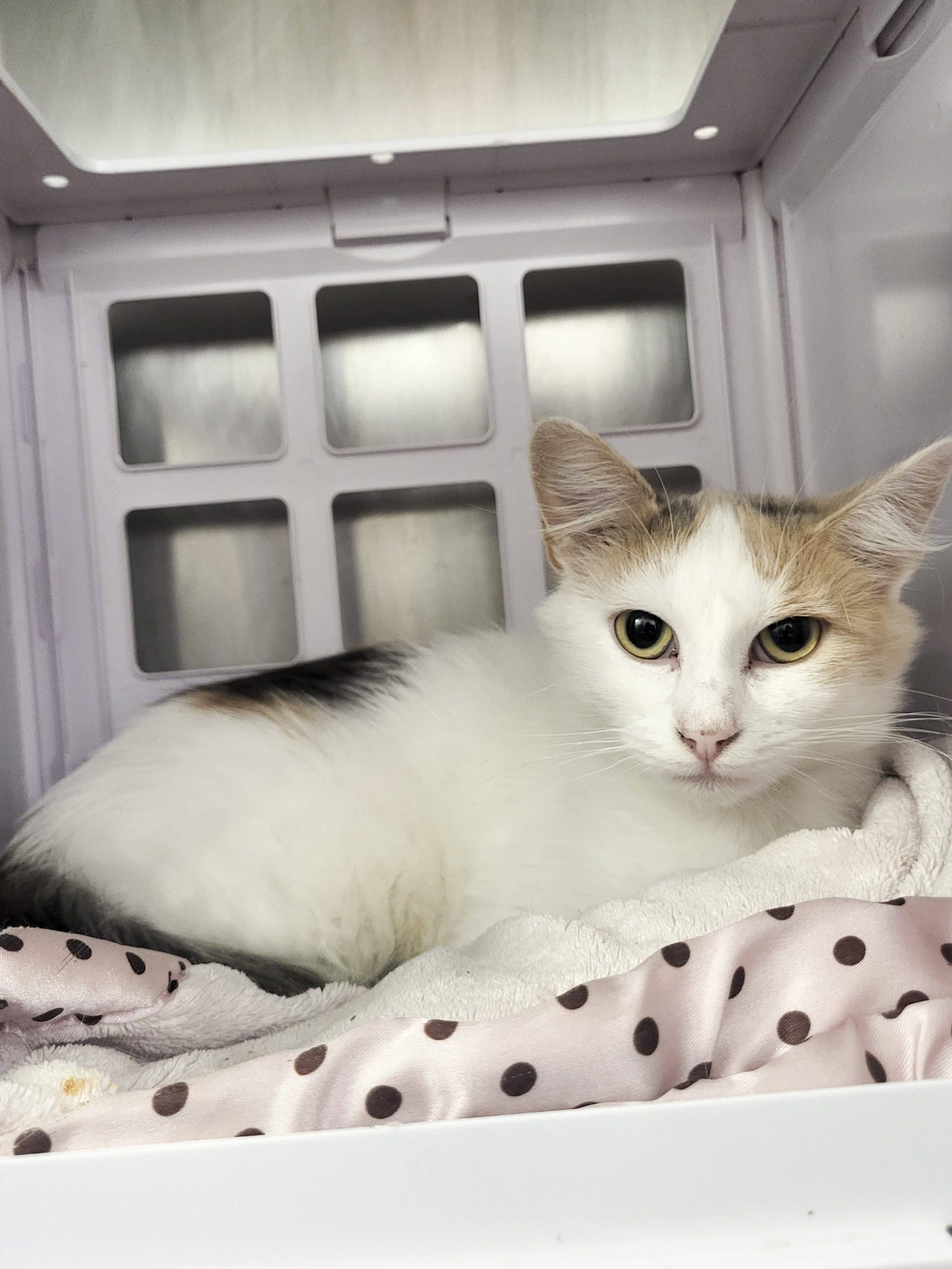 Athéna - Domestic Shorthair cat available for adoption at SPCA de l'Outaouais in Gatineau