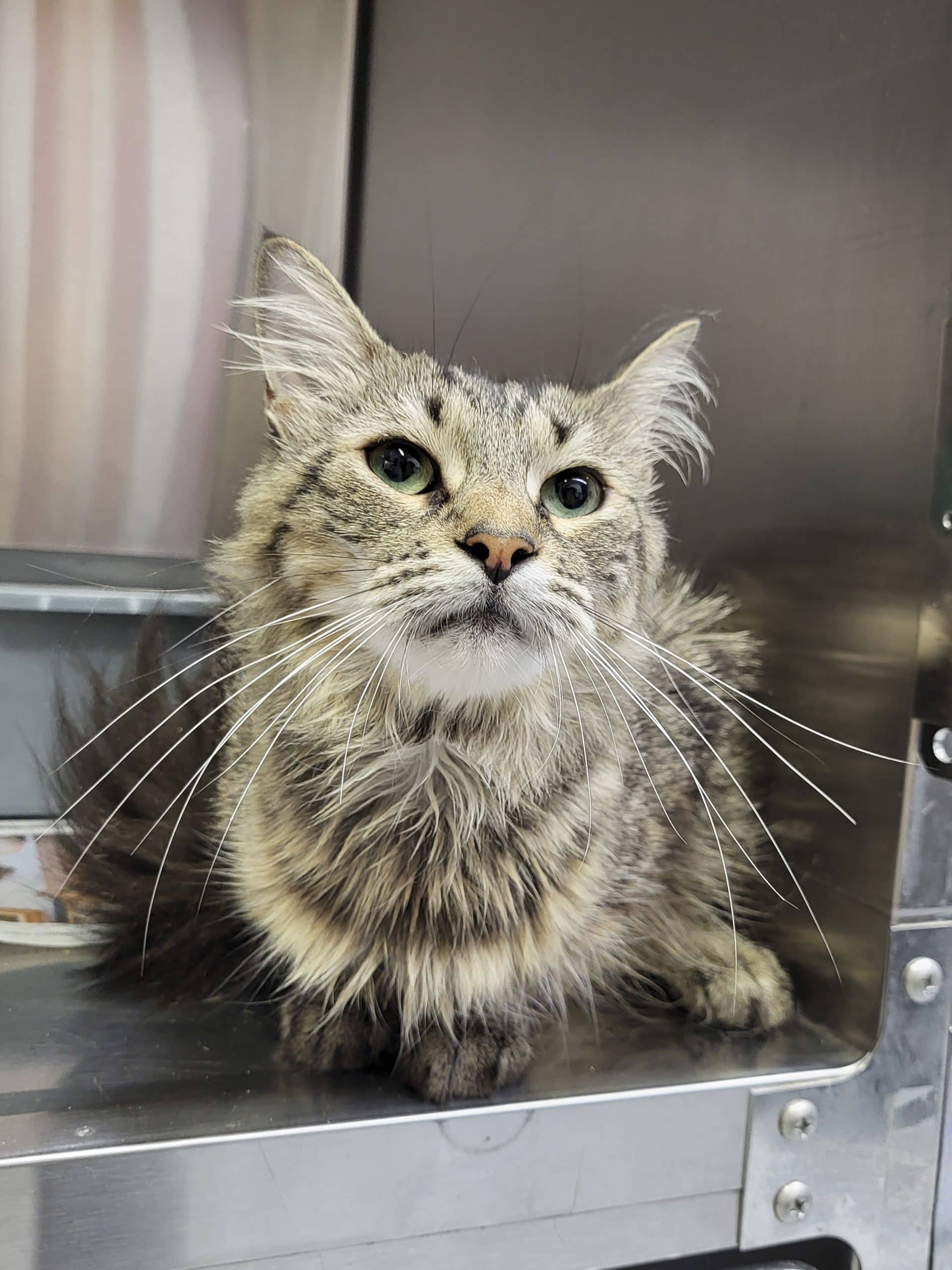 Cybèle - Domestic Shorthair available for adoption