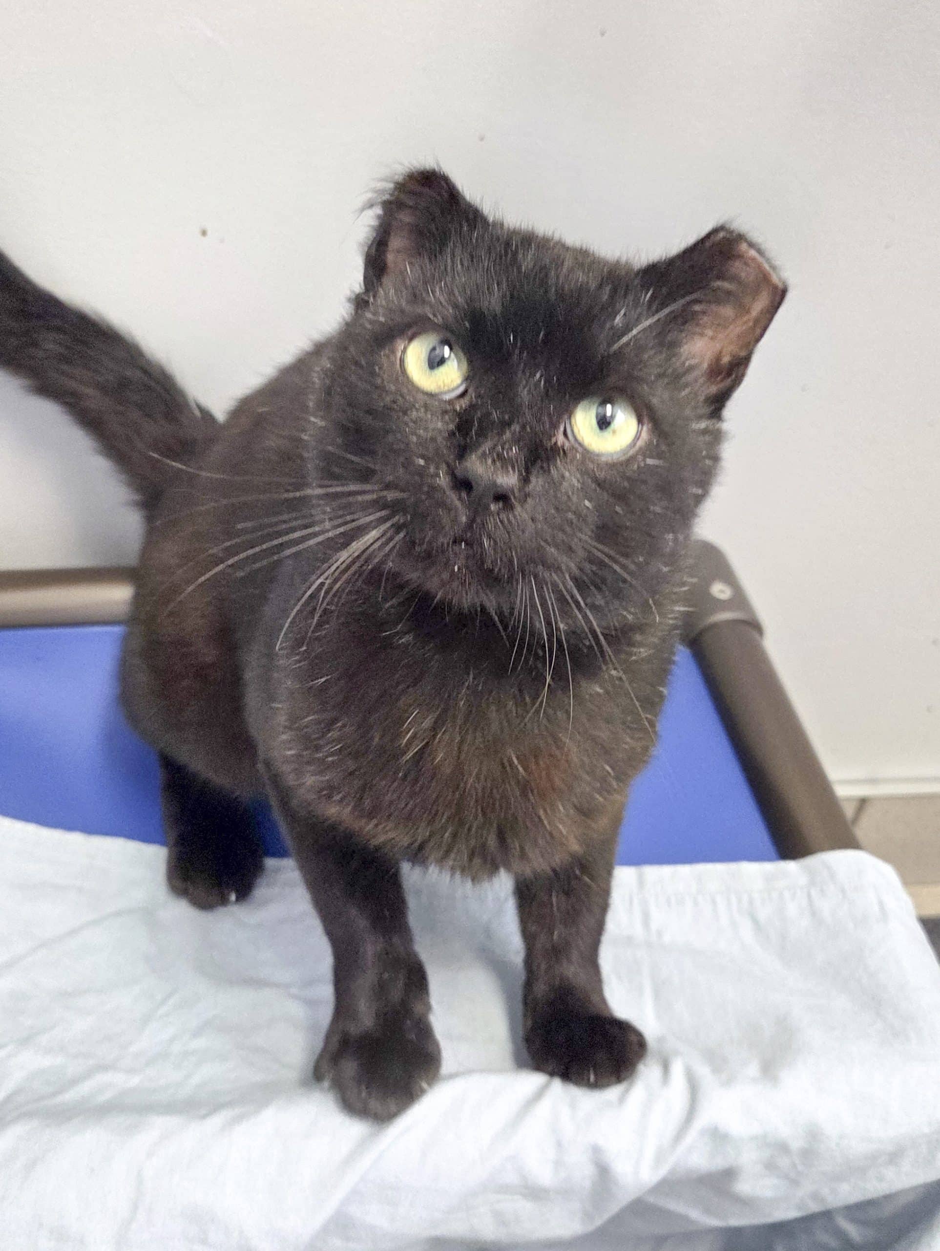 Pop-Tart - Domestic Shorthair cat available for adoption at SPCA de l'Outaouais in Gatineau