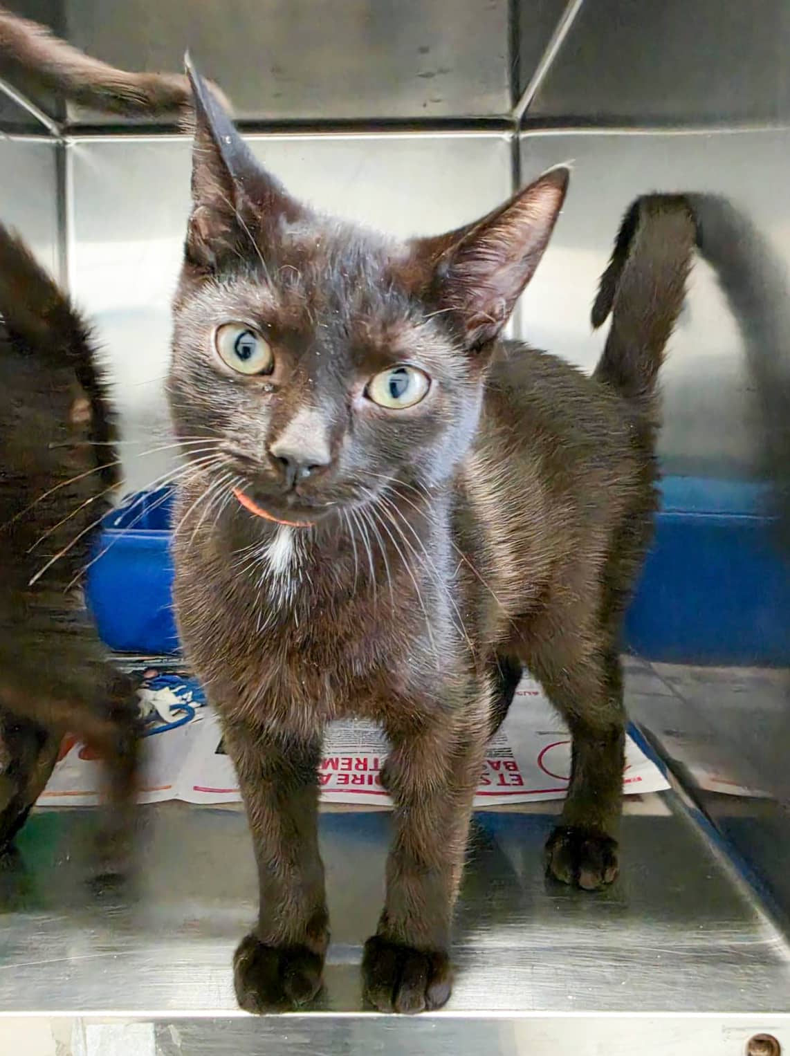 Thunder - Domestic Shorthair cat available for adoption at SPCA de l'Outaouais in Gatineau
