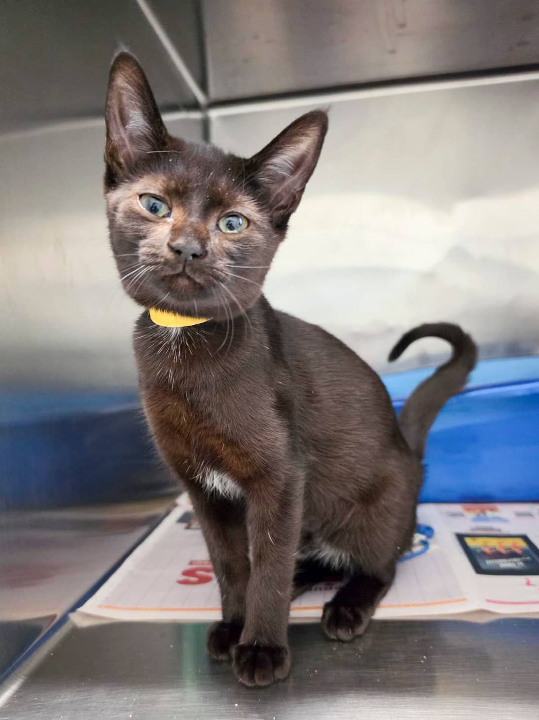 Tornade - Domestic Shorthair cat available for adoption at SPCA de l'Outaouais in Gatineau
