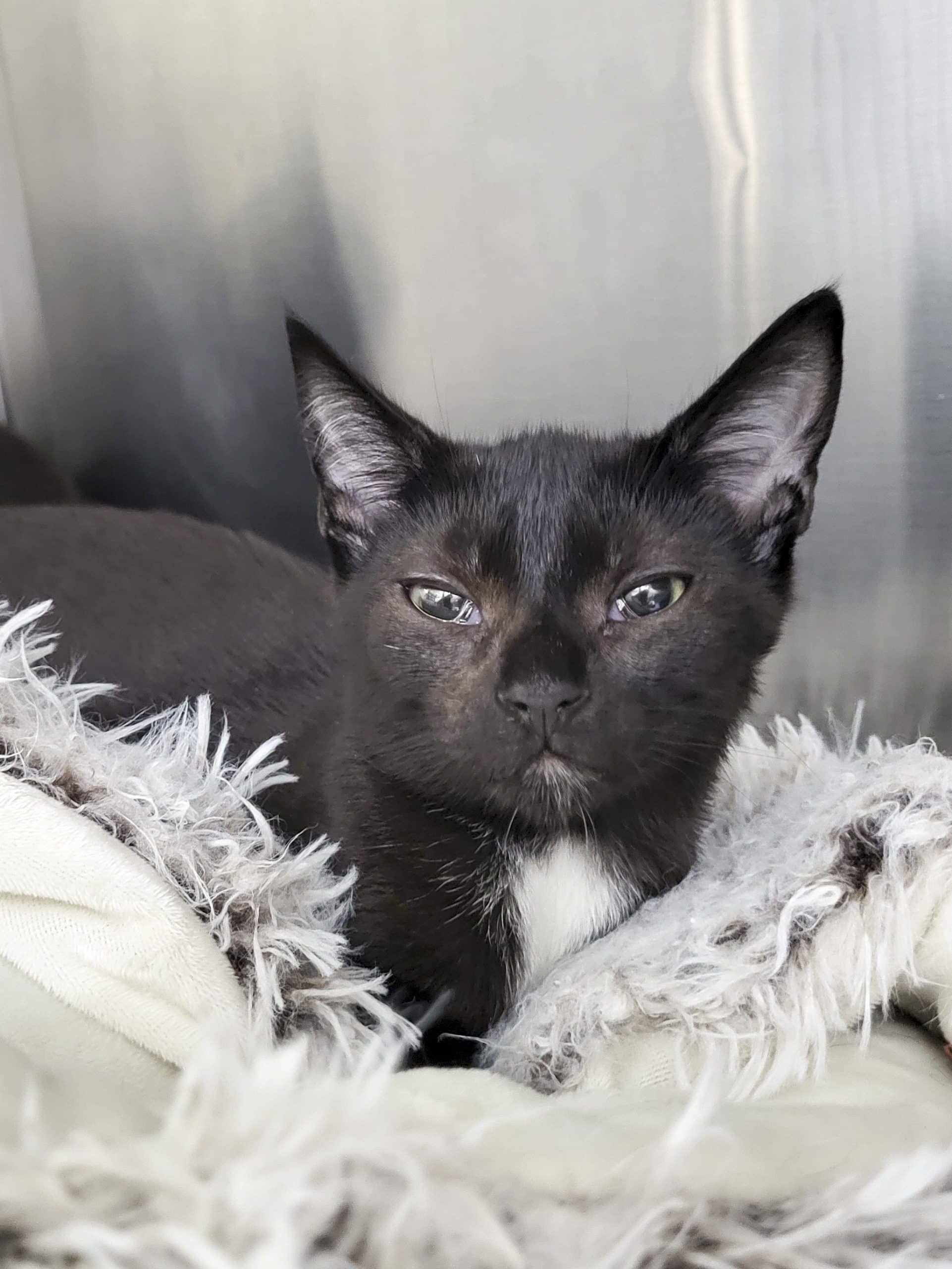 Ulysse - Domestic Shorthair cat available for adoption at SPCA de l'Outaouais in Gatineau