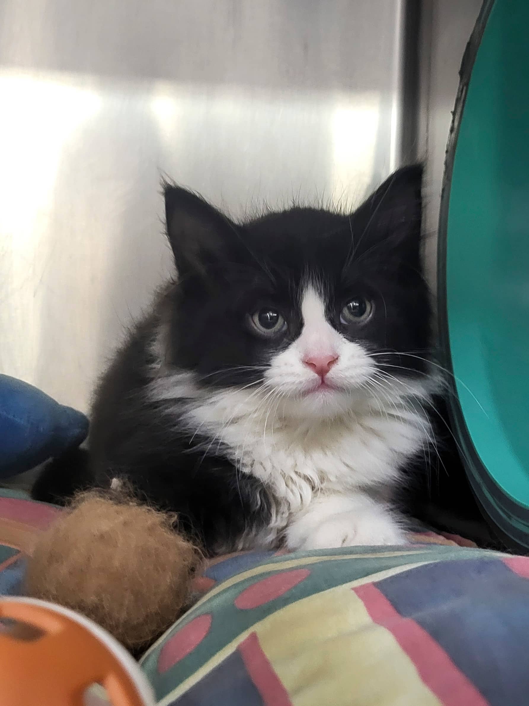Achille - Domestic Shorthair available for adoption