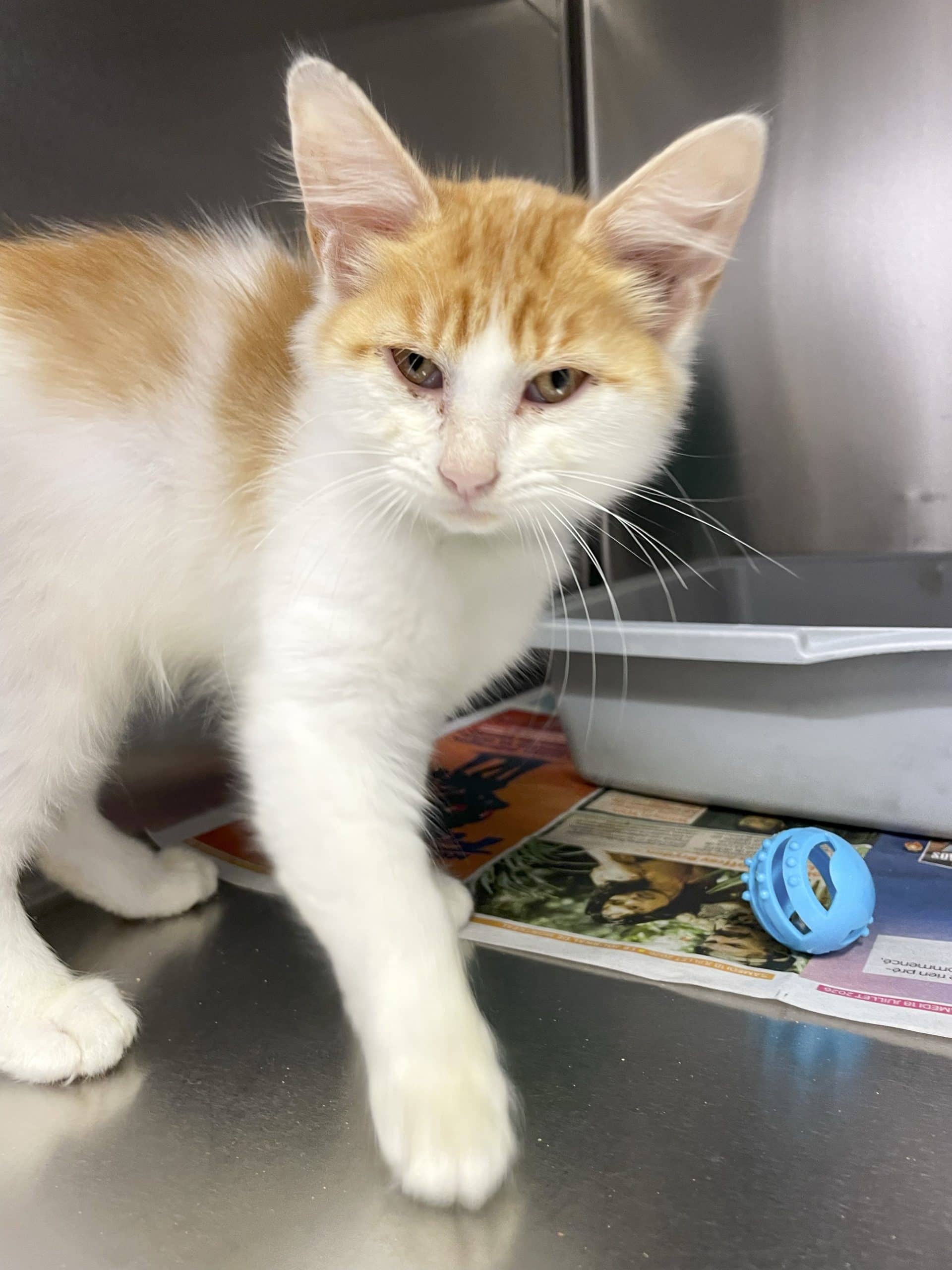 Arès - Domestic Shorthair available for adoption