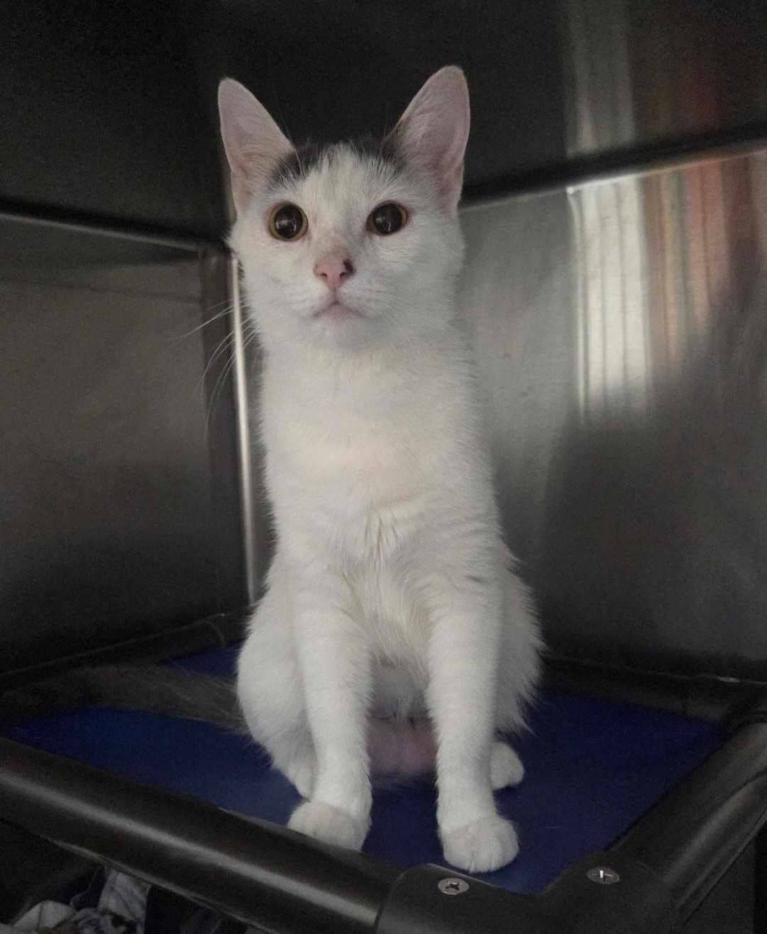 Blanche - Domestic Shorthair available for adoption