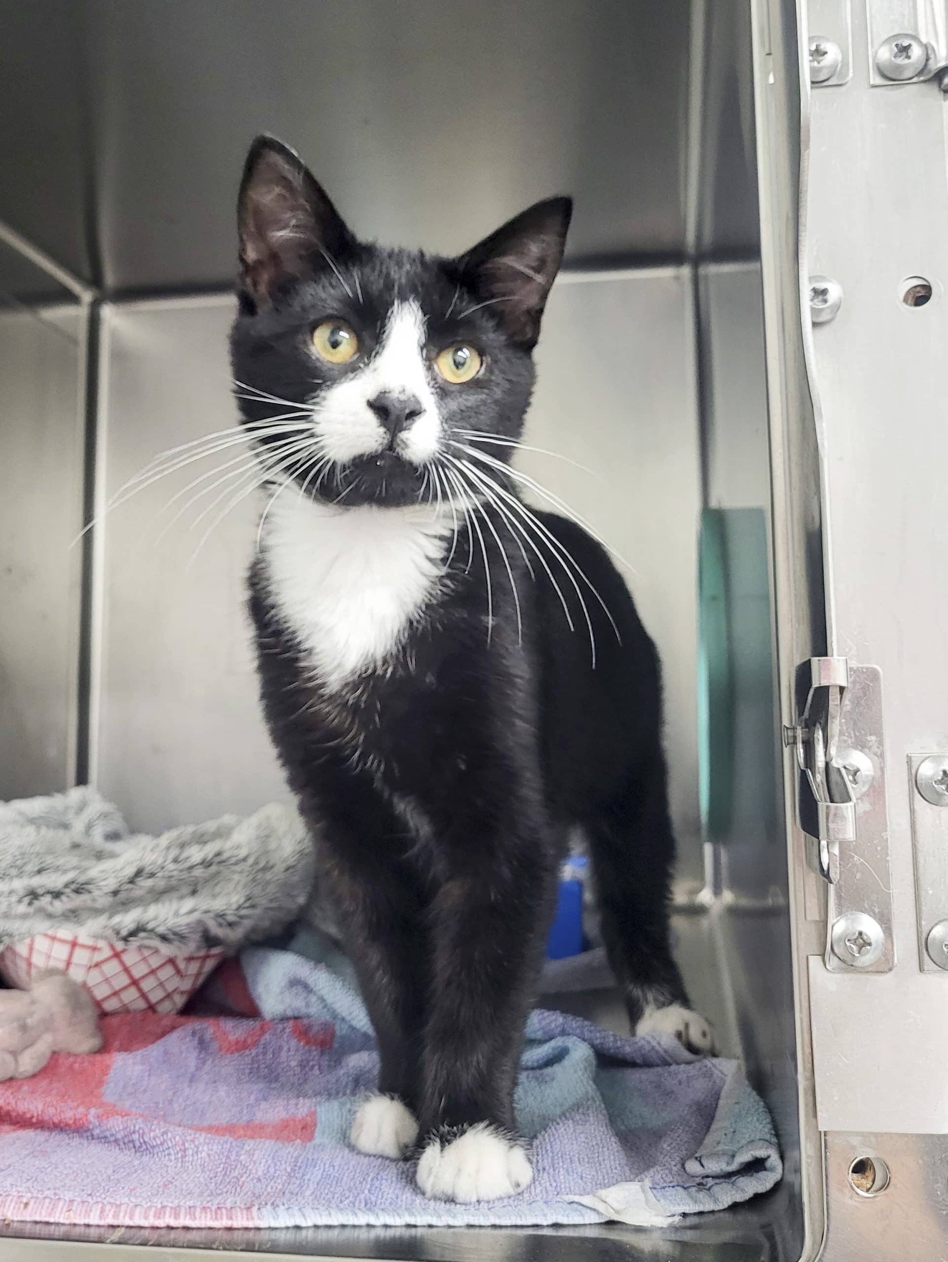 Chaos - Domestic Shorthair available for adoption