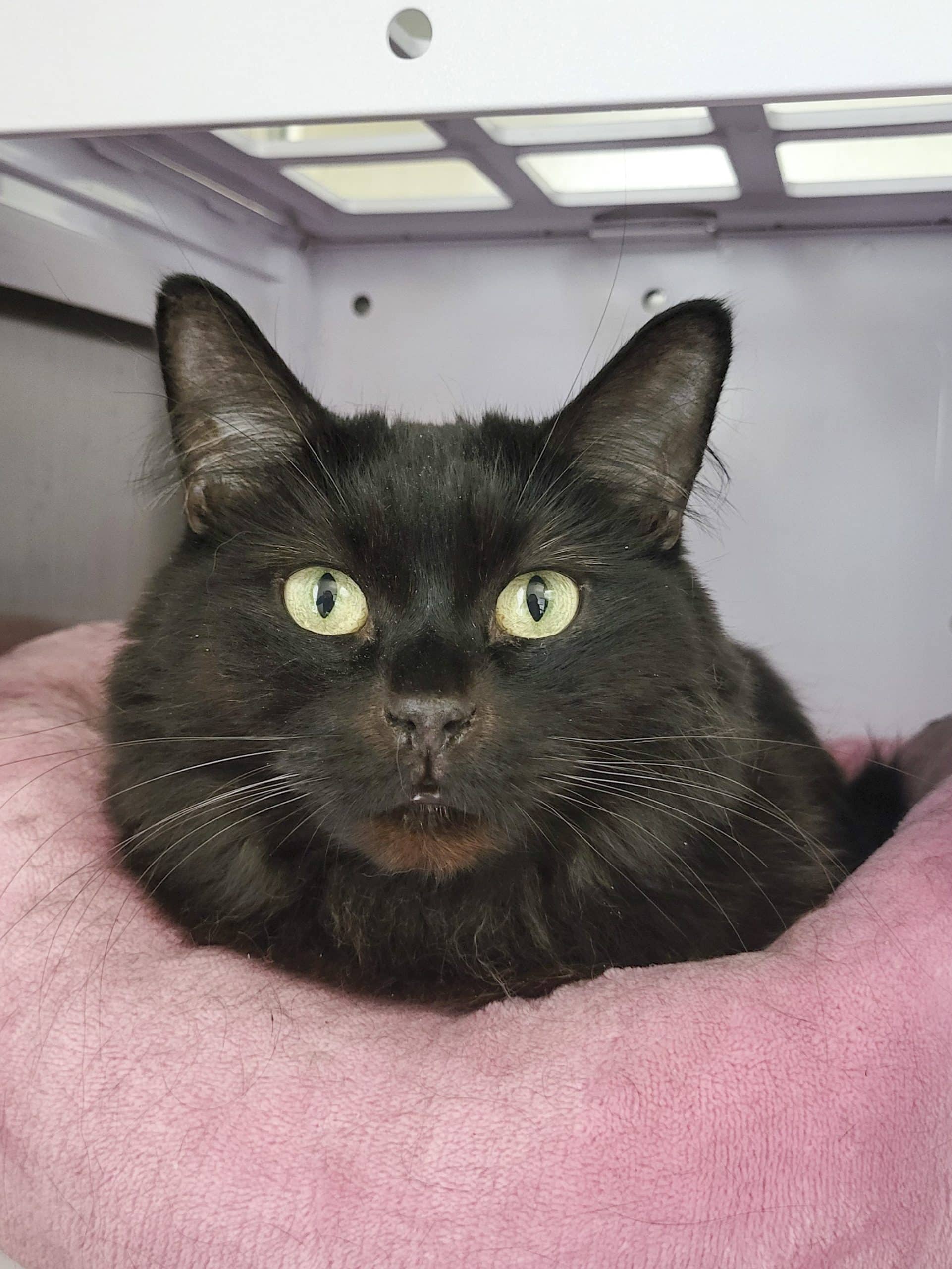 Cocotte - Domestic Shorthair available for adoption