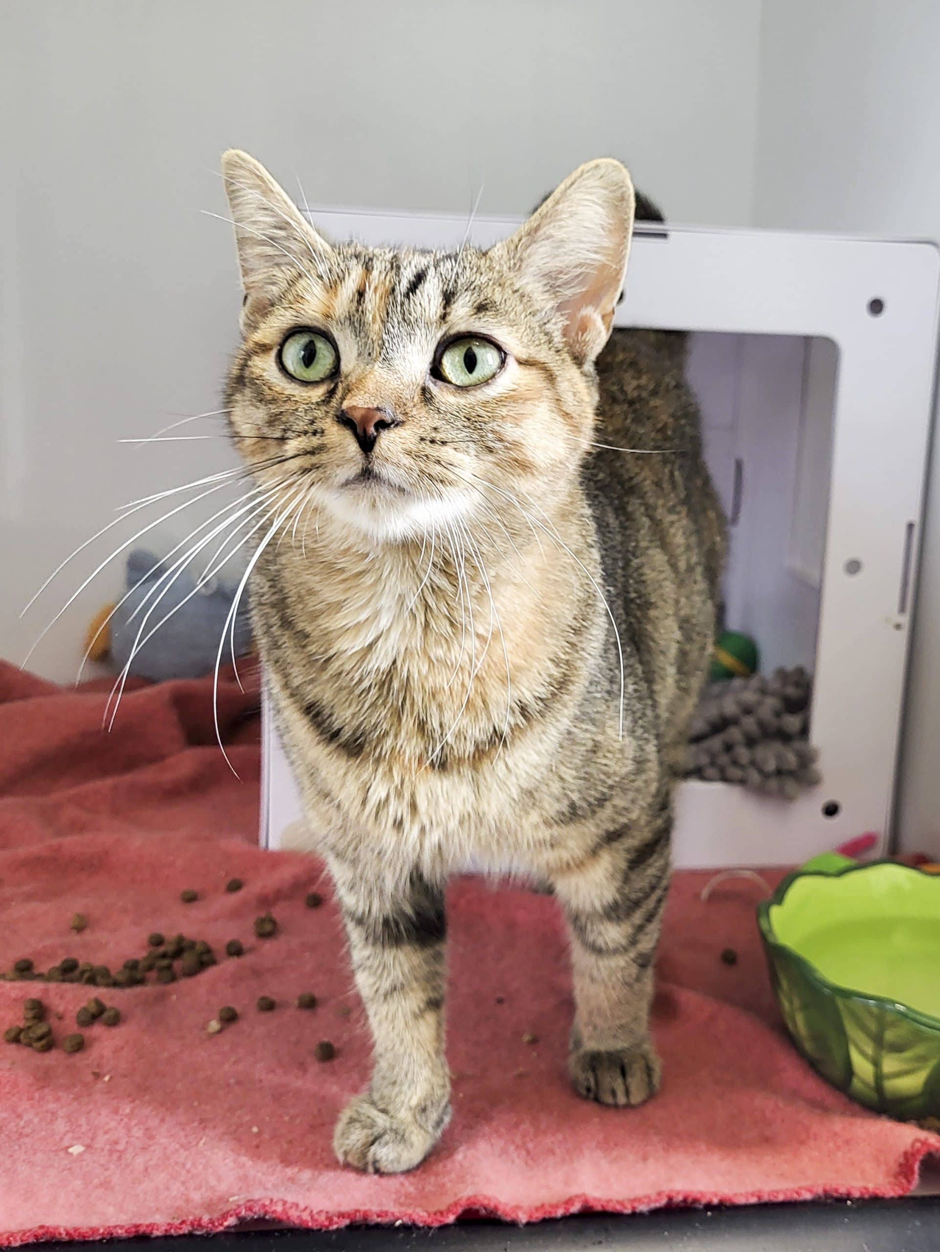 Déméter - Domestic Shorthair cat available for adoption at SPCA de l'Outaouais in Gatineau