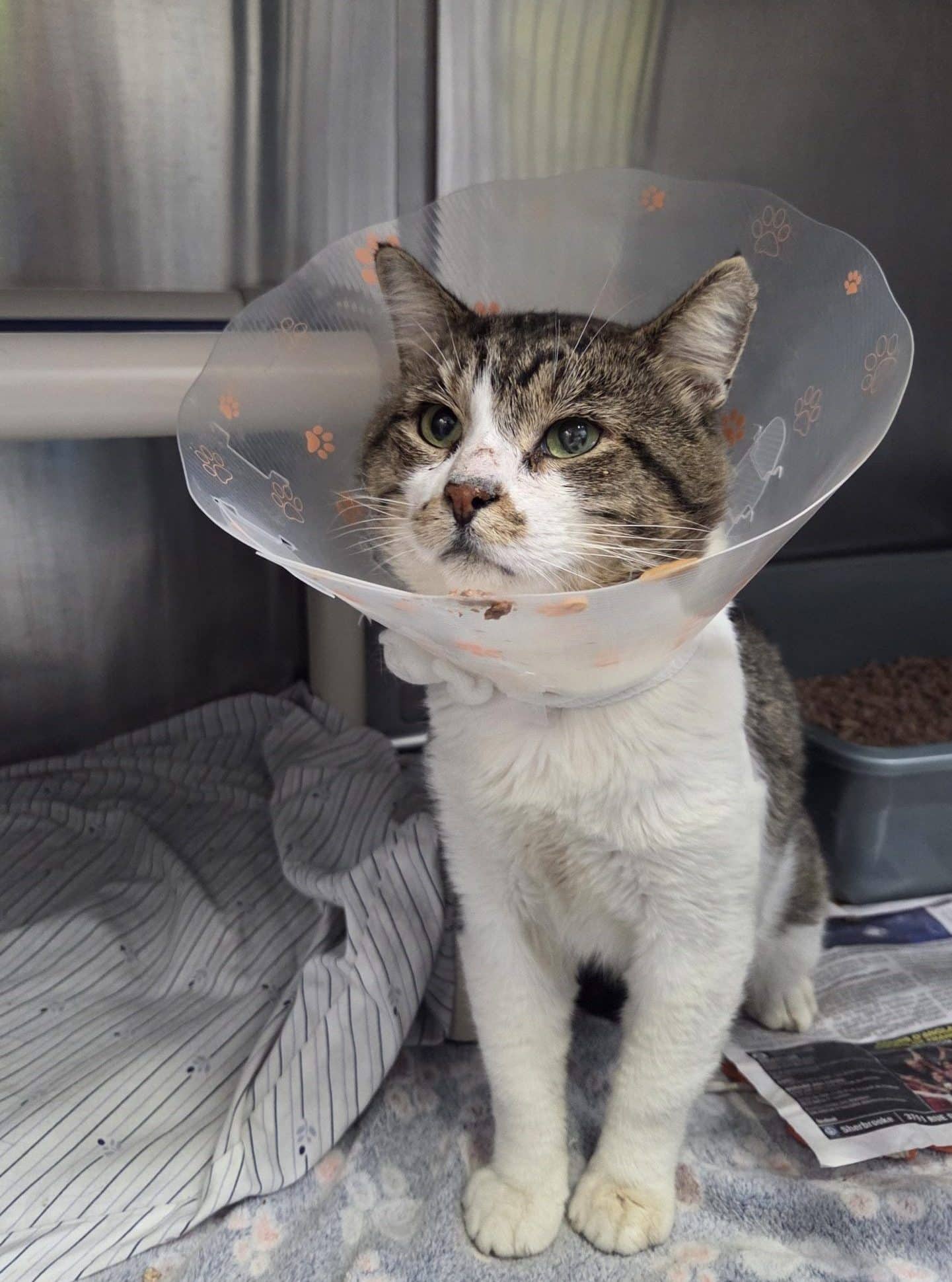 Freddy - Domestic Shorthair cat available for adoption at SPCA de l'Outaouais in Gatineau