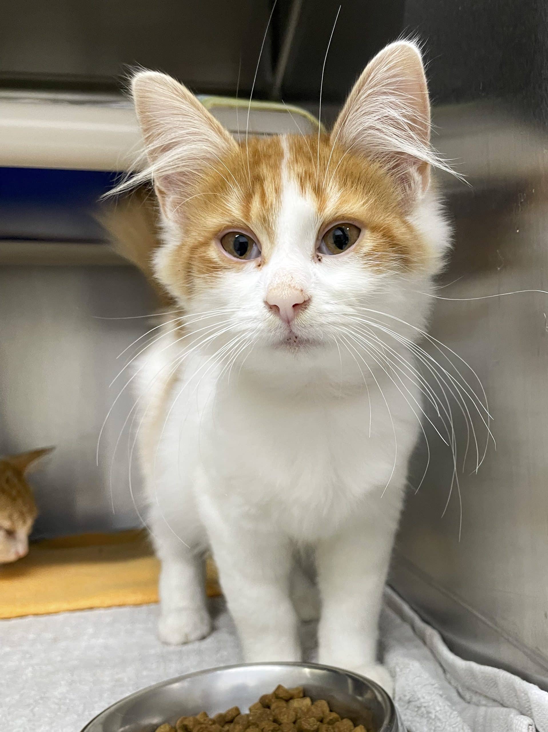 Hadès - Domestic Shorthair available for adoption