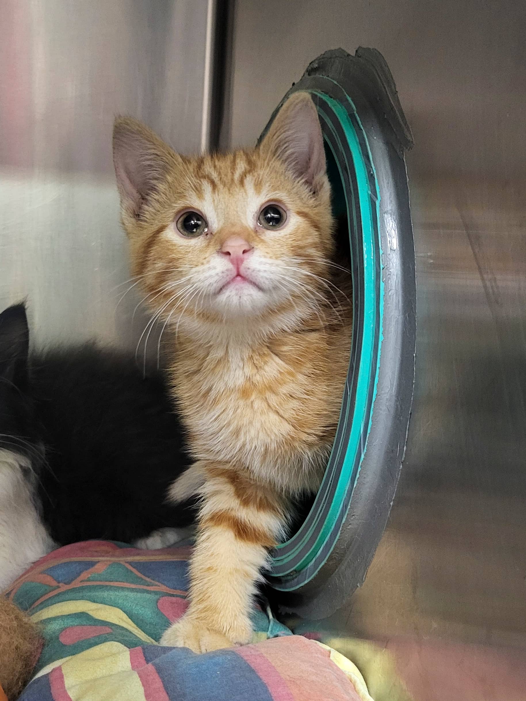 Hercule - Domestic Shorthair available for adoption