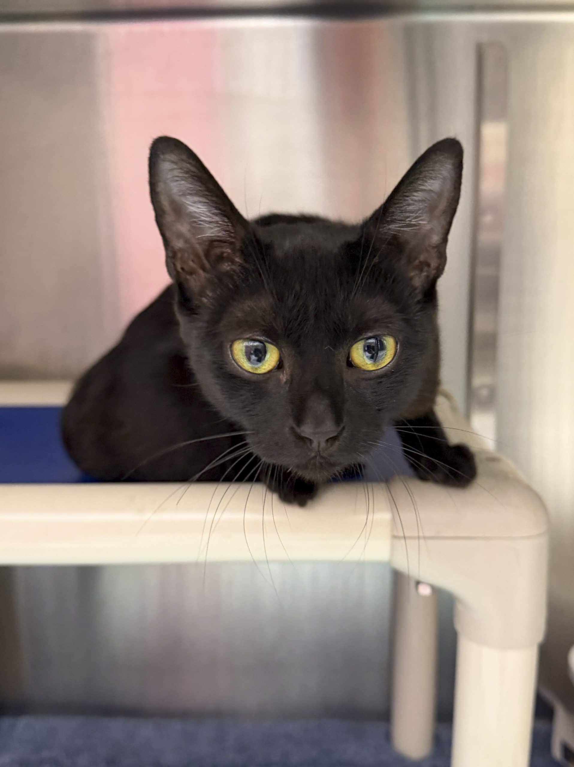 Katsou - Domestic Shorthair cat available for adoption at SPCA de l'Outaouais in Gatineau