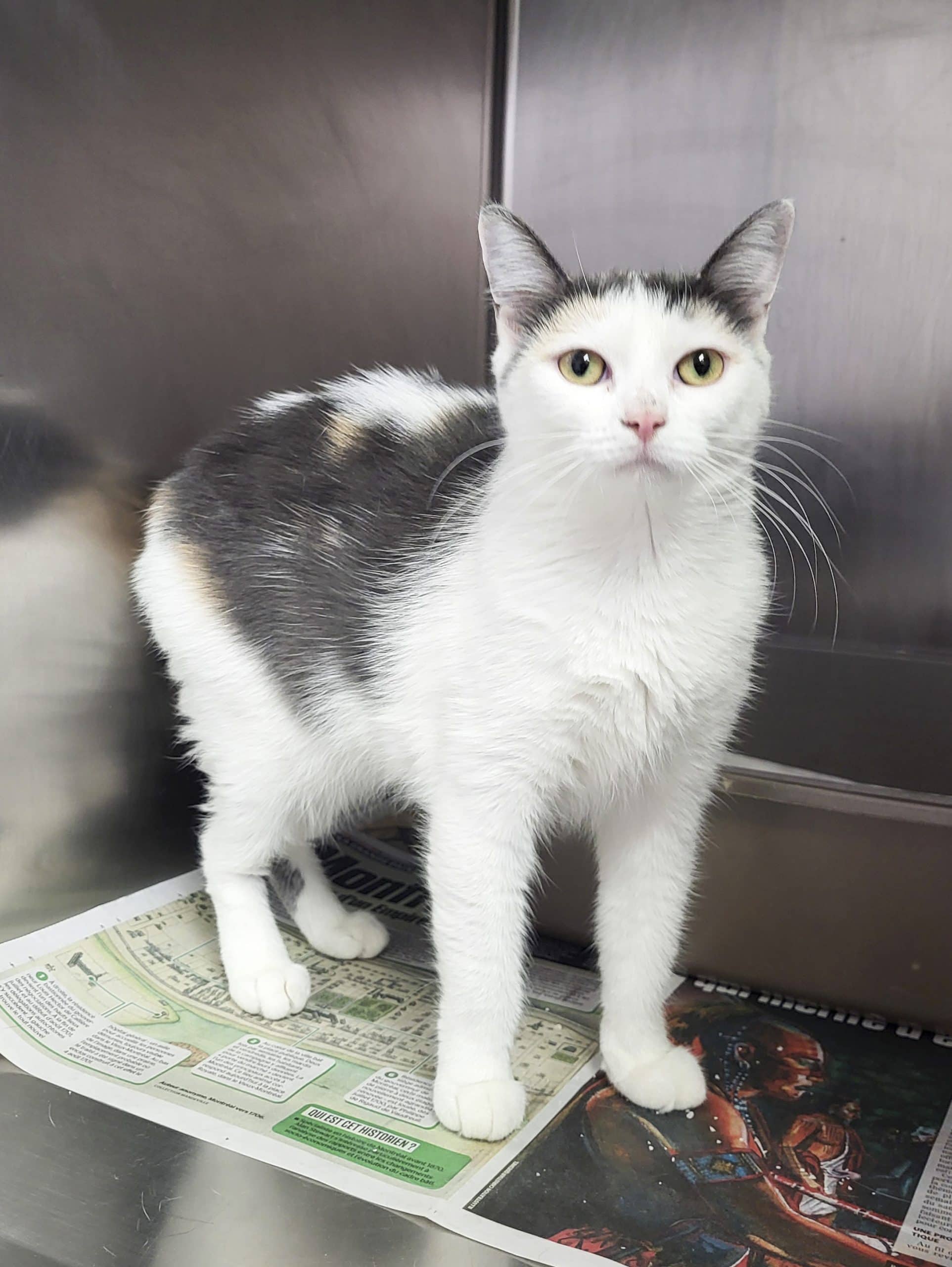 Mara - Domestic Shorthair available for adoption