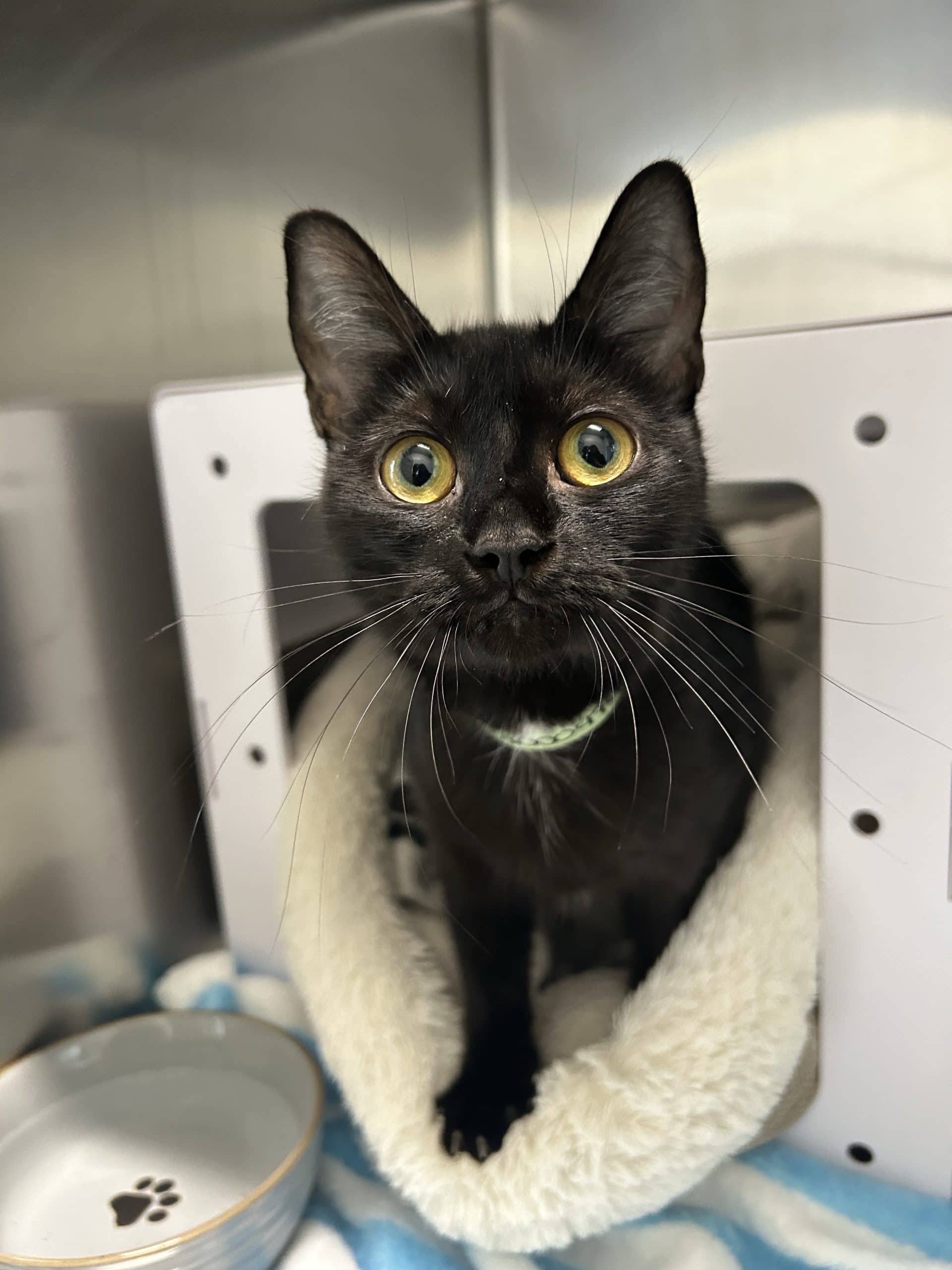 Melina - Domestic Shorthair cat available for adoption at SPCA de l'Outaouais in Gatineau
