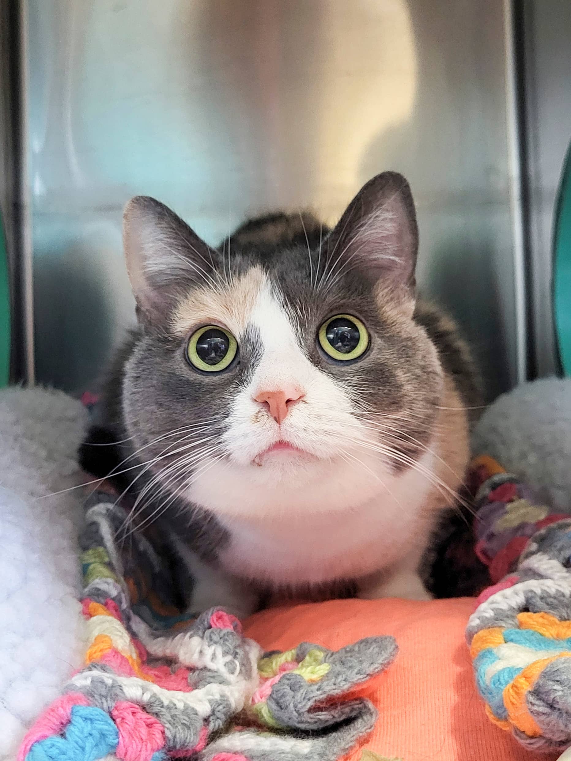 Mimi - Domestic Shorthair cat available for adoption at SPCA de l'Outaouais in Gatineau