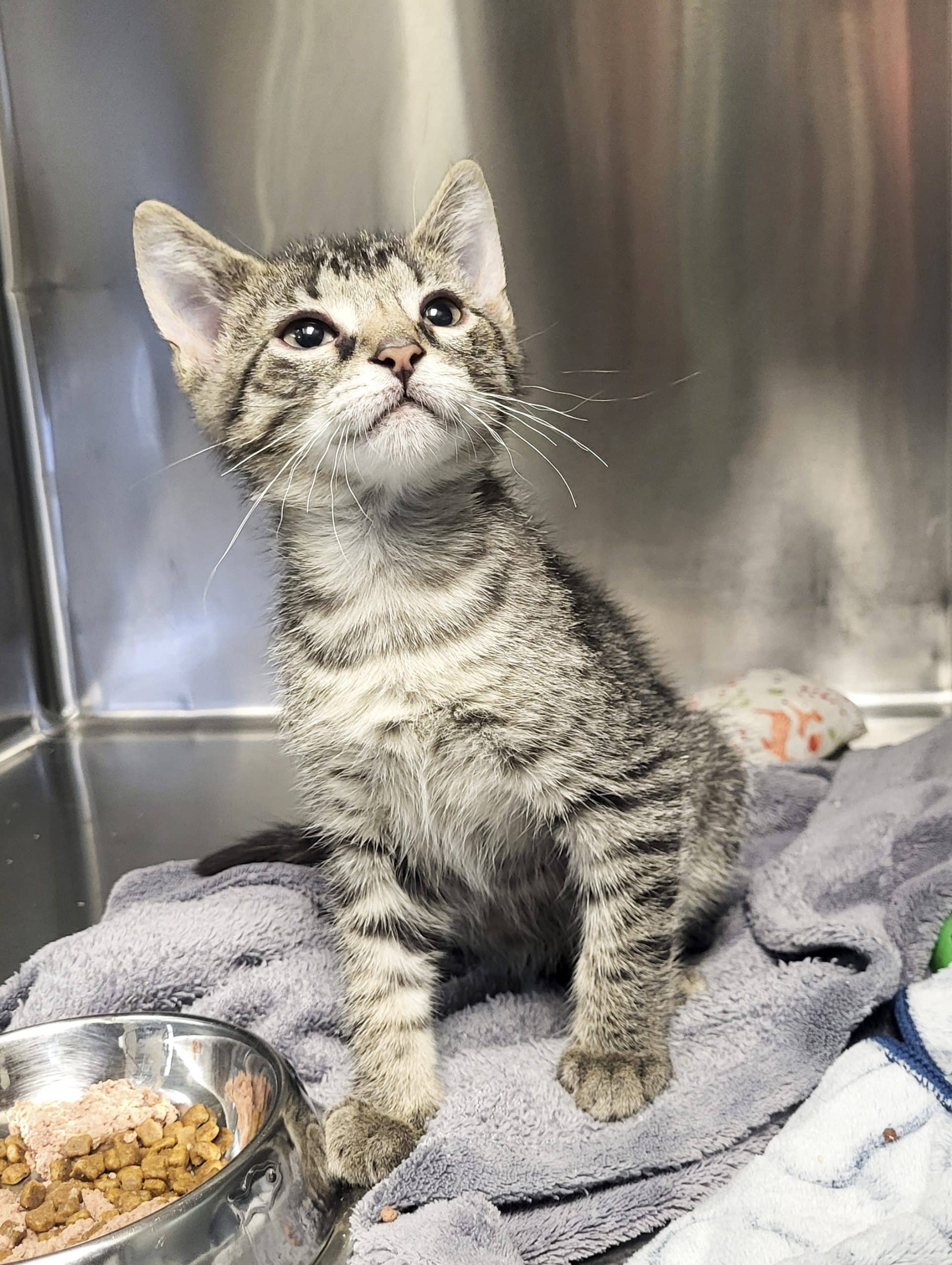 Minou - Domestic Shorthair available for adoption