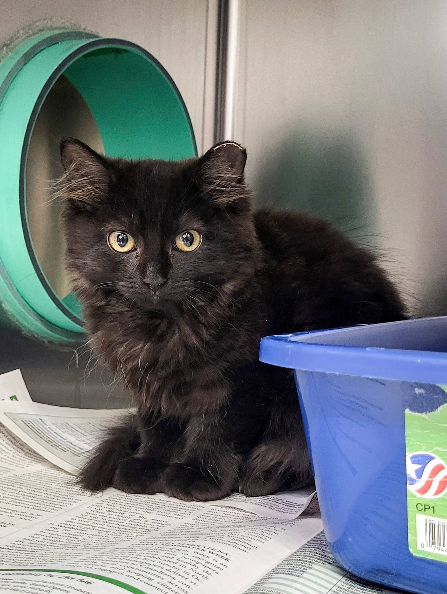 Musica - Domestic Shorthair cat available for adoption at SPCA de l'Outaouais in Gatineau