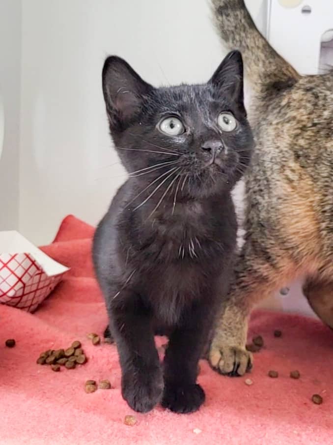 Perséphone - Domestic Shorthair available for adoption