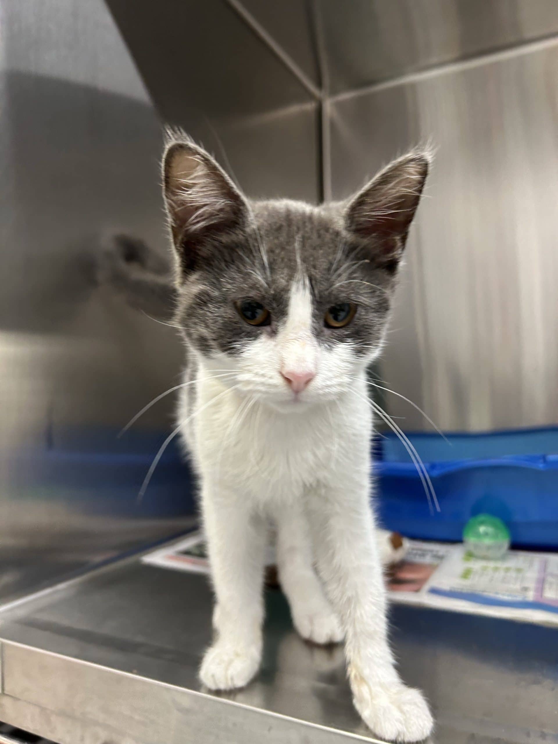 Rim - Domestic Shorthair available for adoption