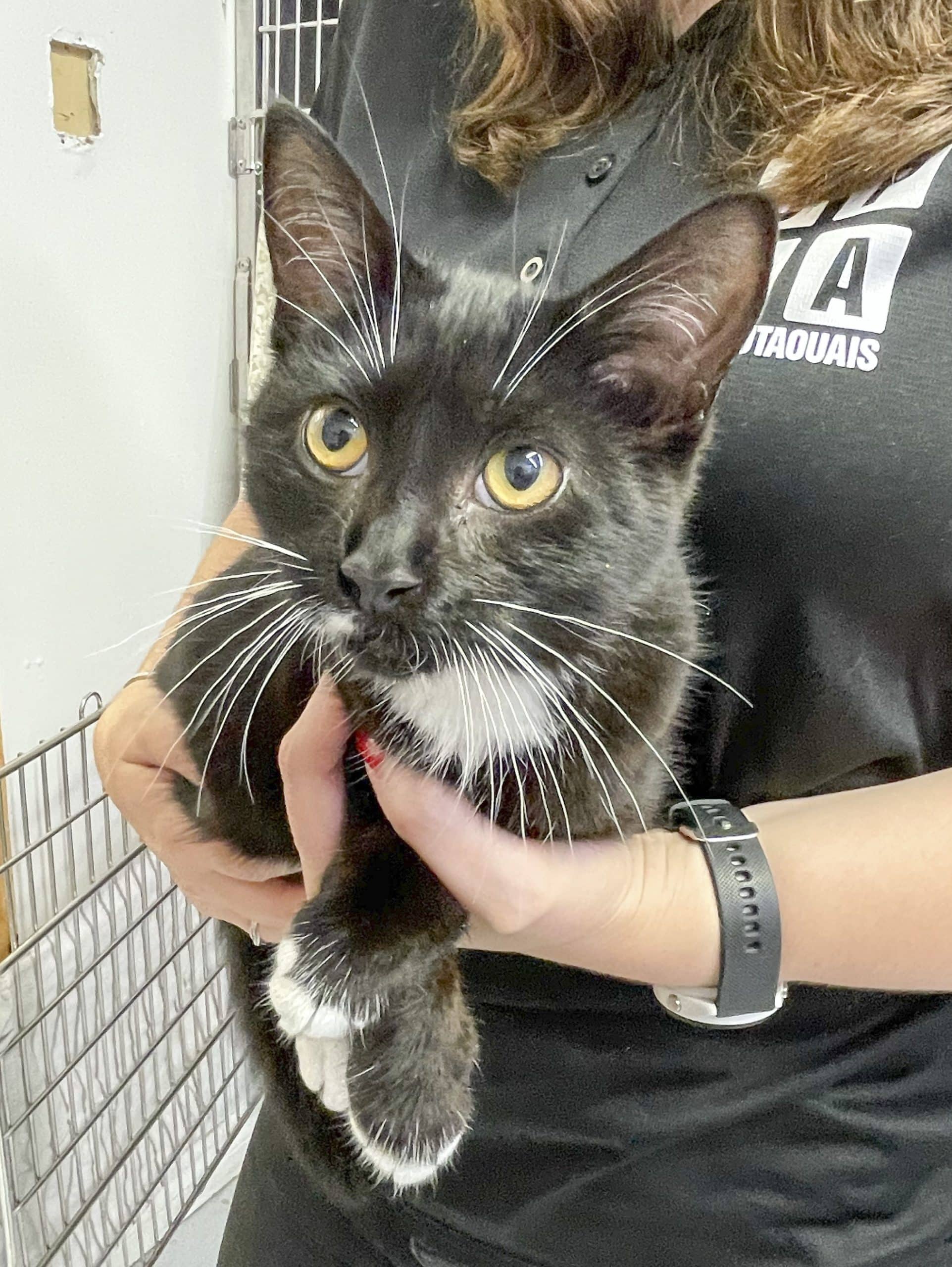 Scylla - Domestic Shorthair available for adoption