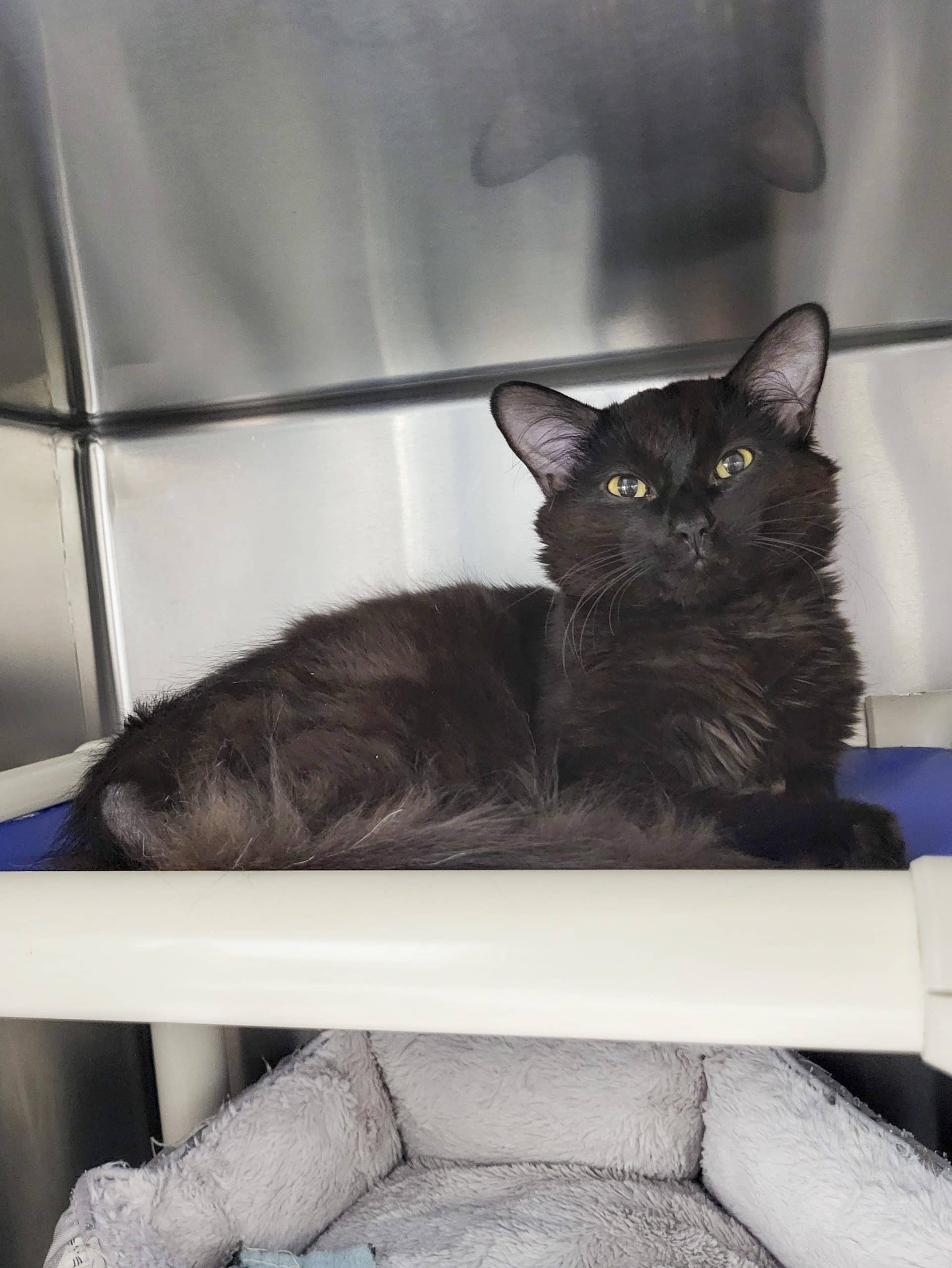 Styx - Domestic Shorthair cat available for adoption at SPCA de l'Outaouais in Gatineau