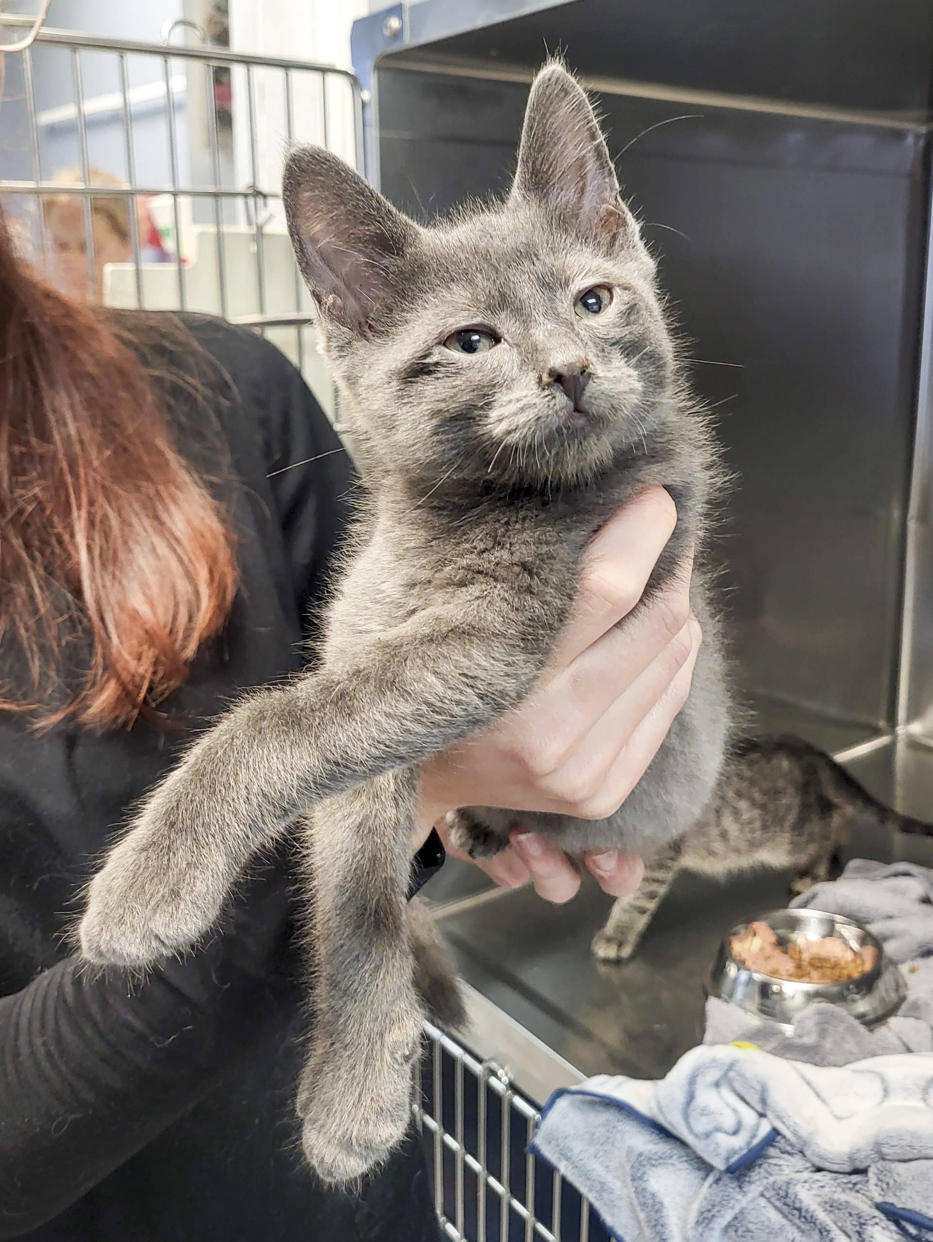 Taure - Domestic Shorthair available for adoption