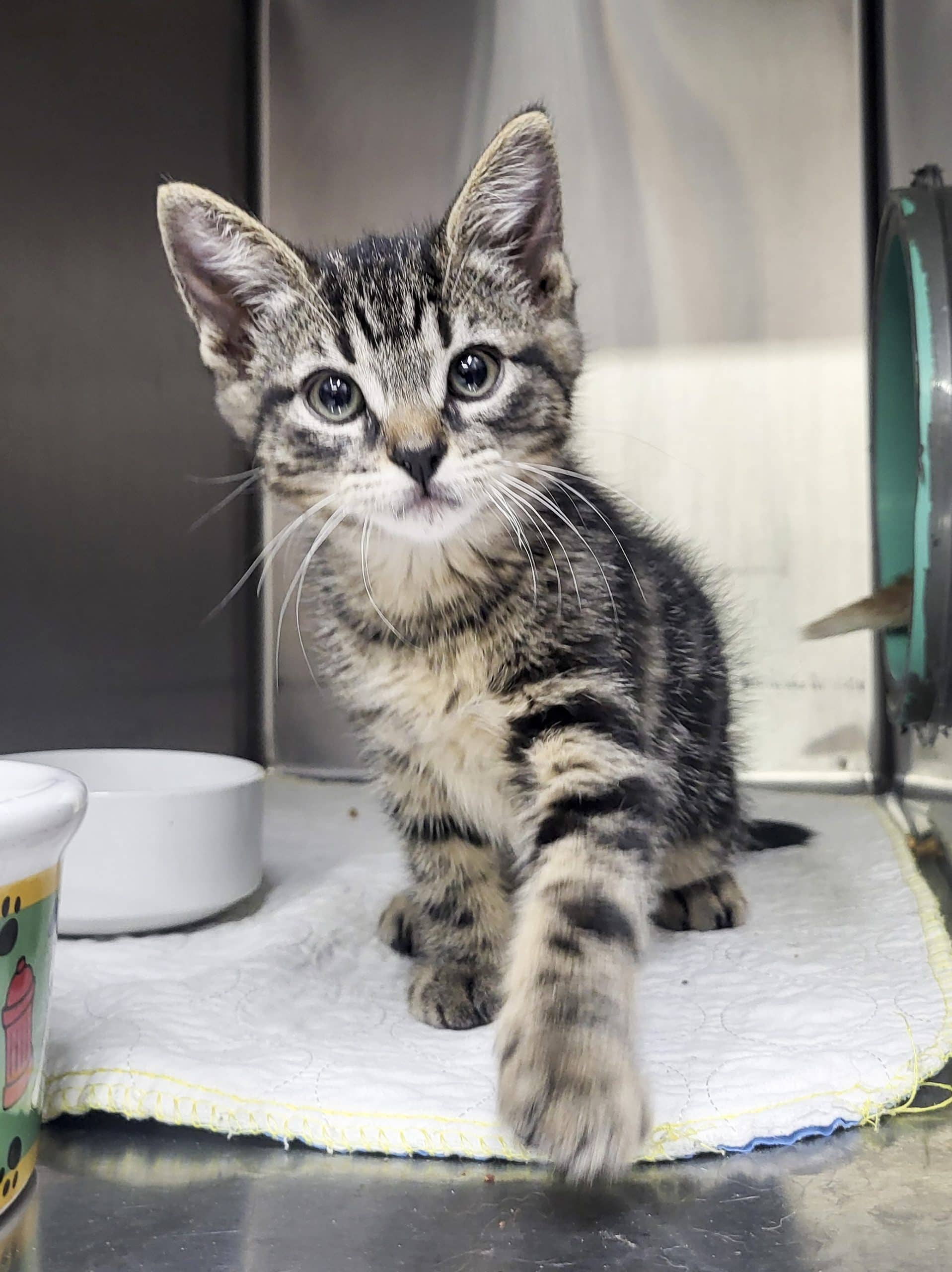 Troy - Domestic Shorthair available for adoption