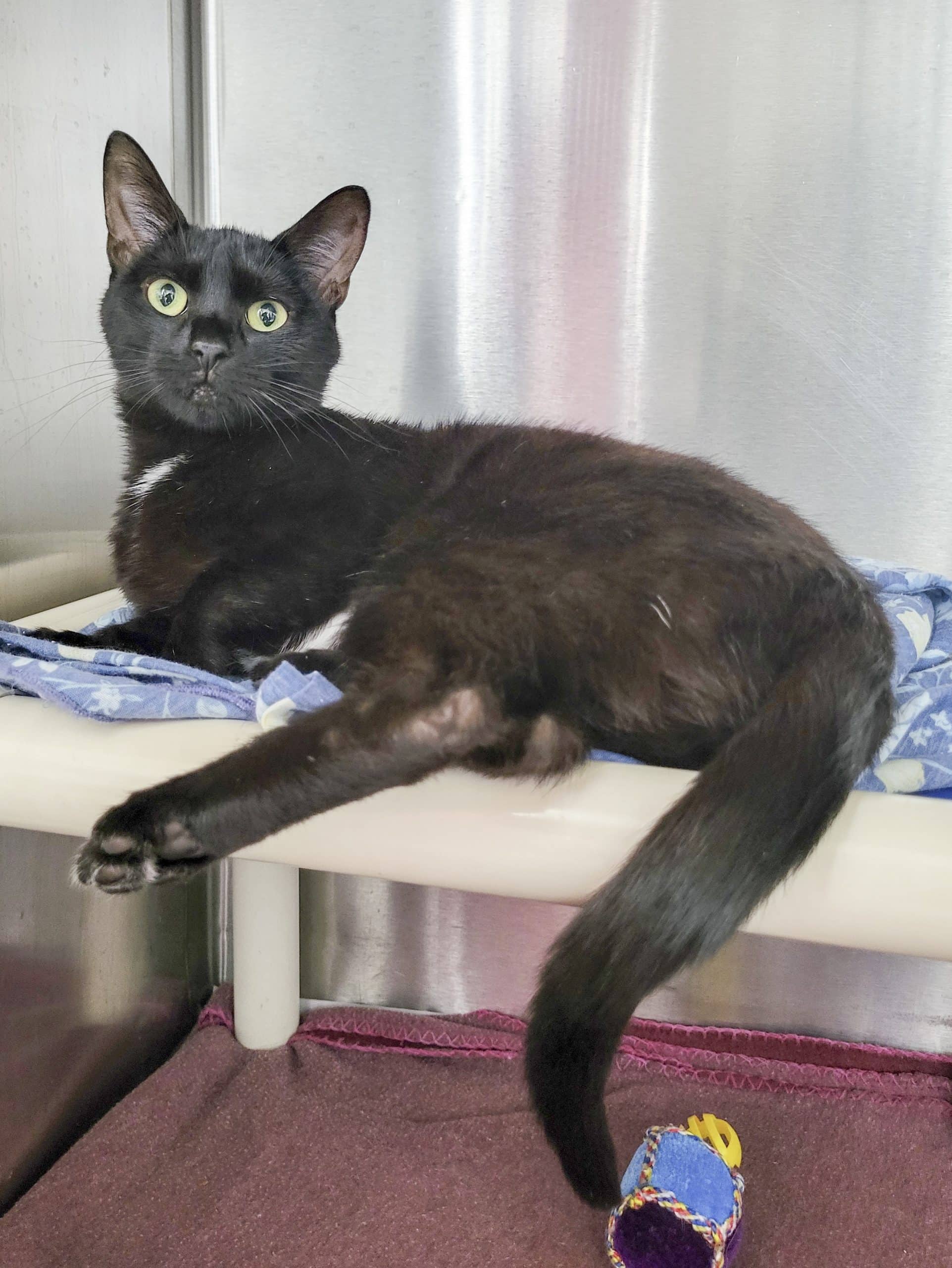 Vénus - Domestic Shorthair cat available for adoption at SPCA de l'Outaouais in Gatineau