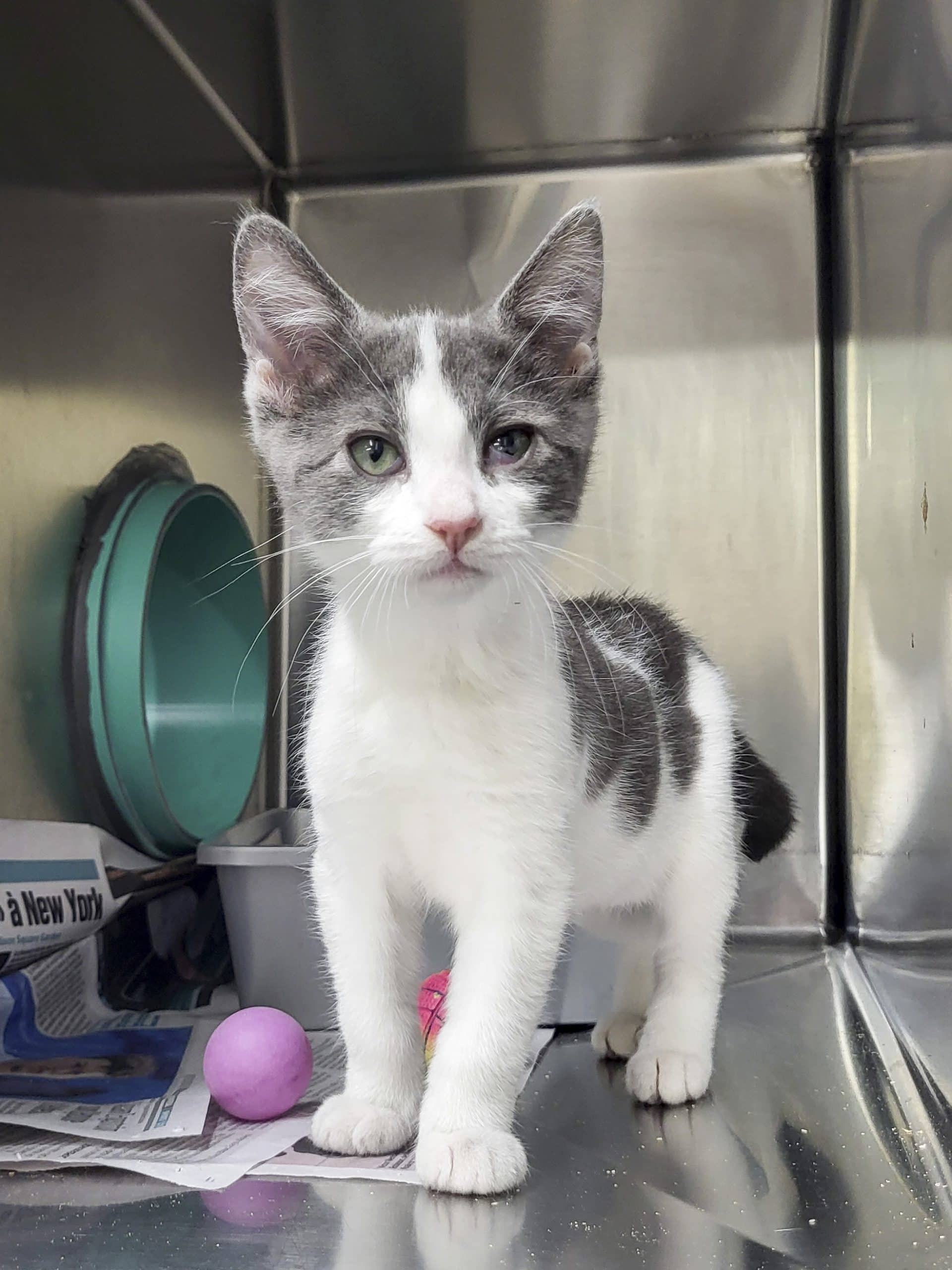 Xena - Domestic Shorthair available for adoption
