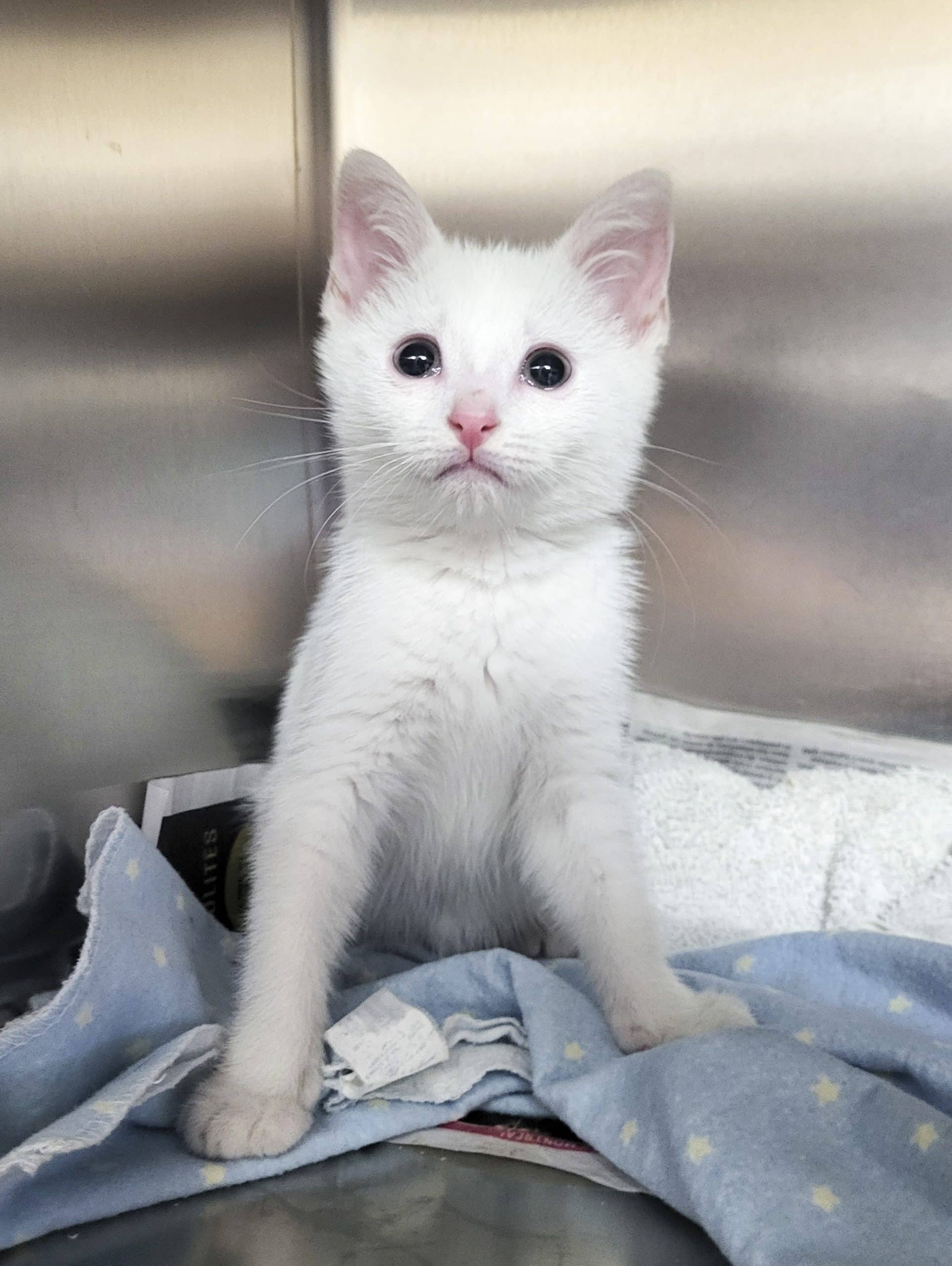 Zeus - Domestic Shorthair available for adoption