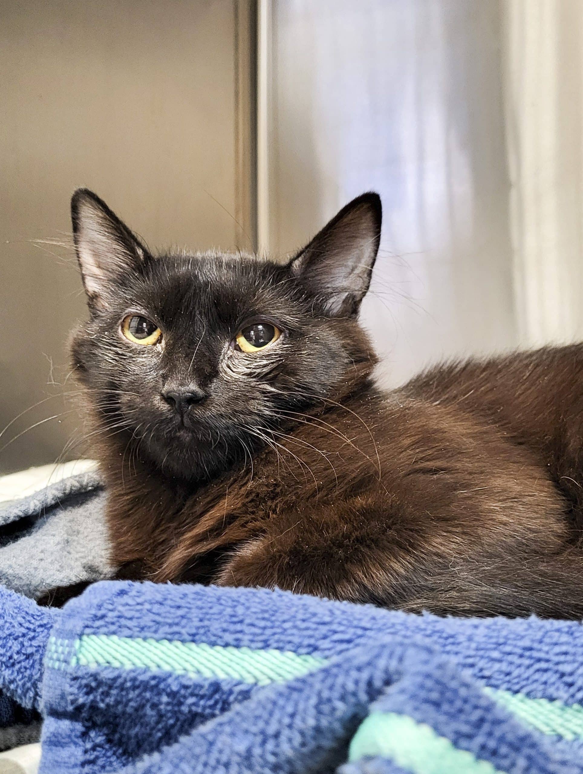 Amandine - Domestic Shorthair available for adoption