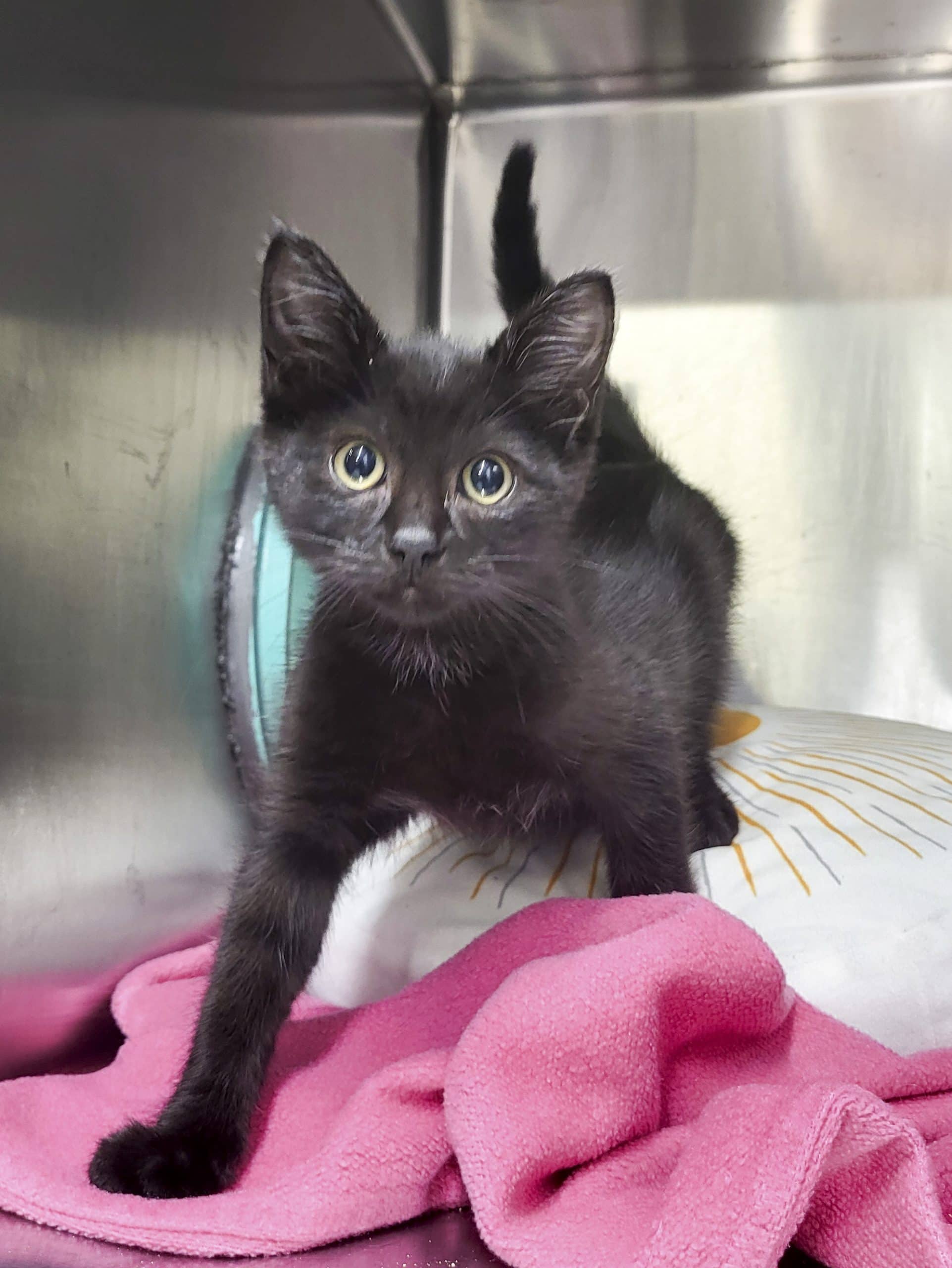 Antonio - Domestic Shorthair available for adoption