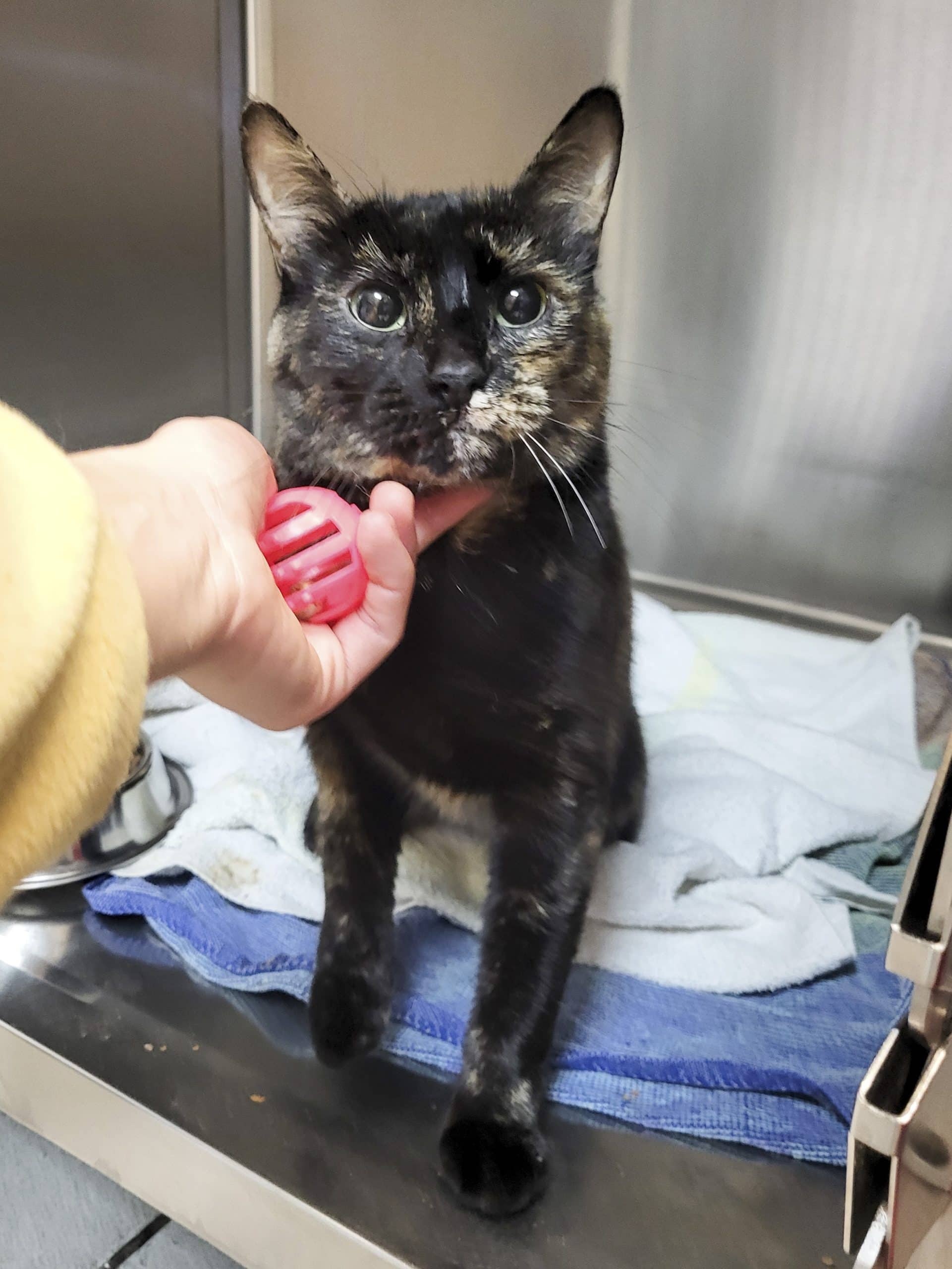 Brie - Domestic Shorthair cat available for adoption at SPCA de l'Outaouais in Gatineau