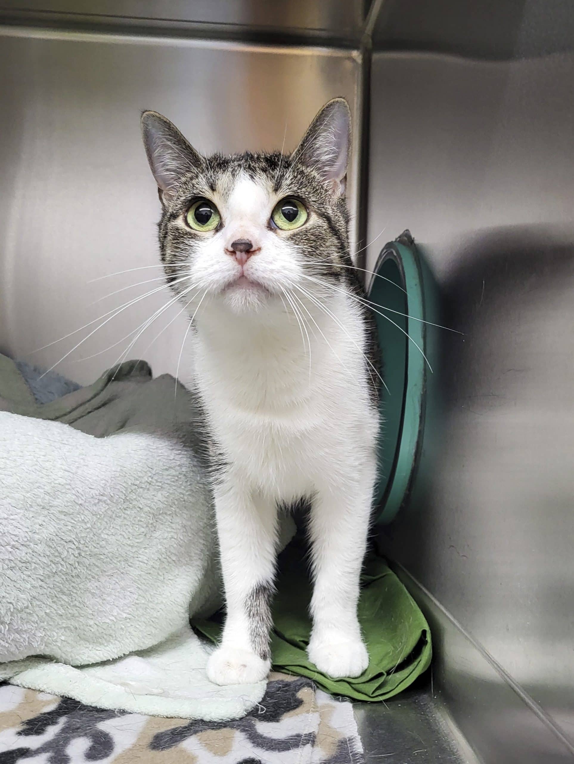 Cali - Domestic Shorthair available for adoption