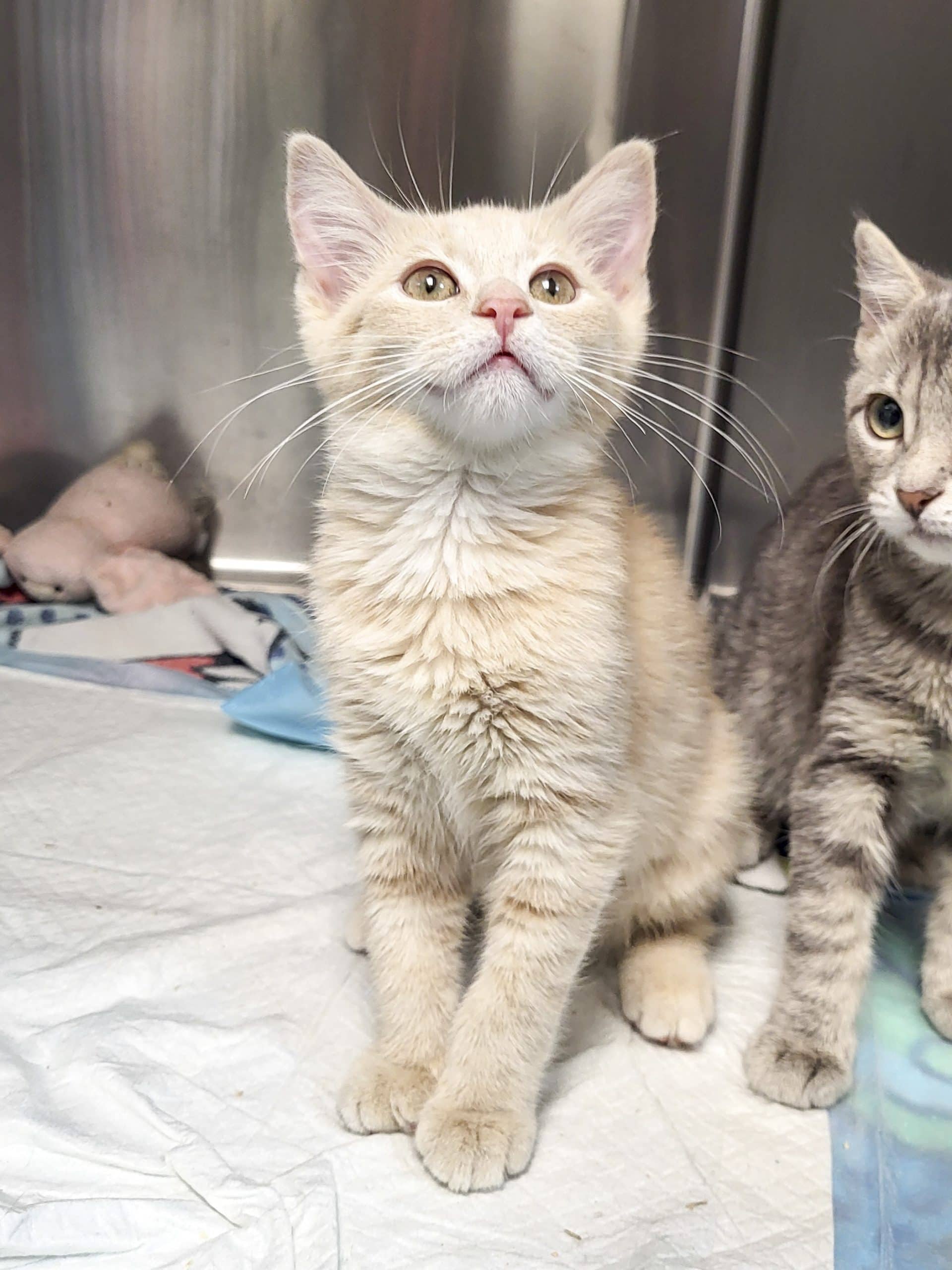 Cashew - Domestic Shorthair cat available for adoption at SPCA de l'Outaouais in Gatineau