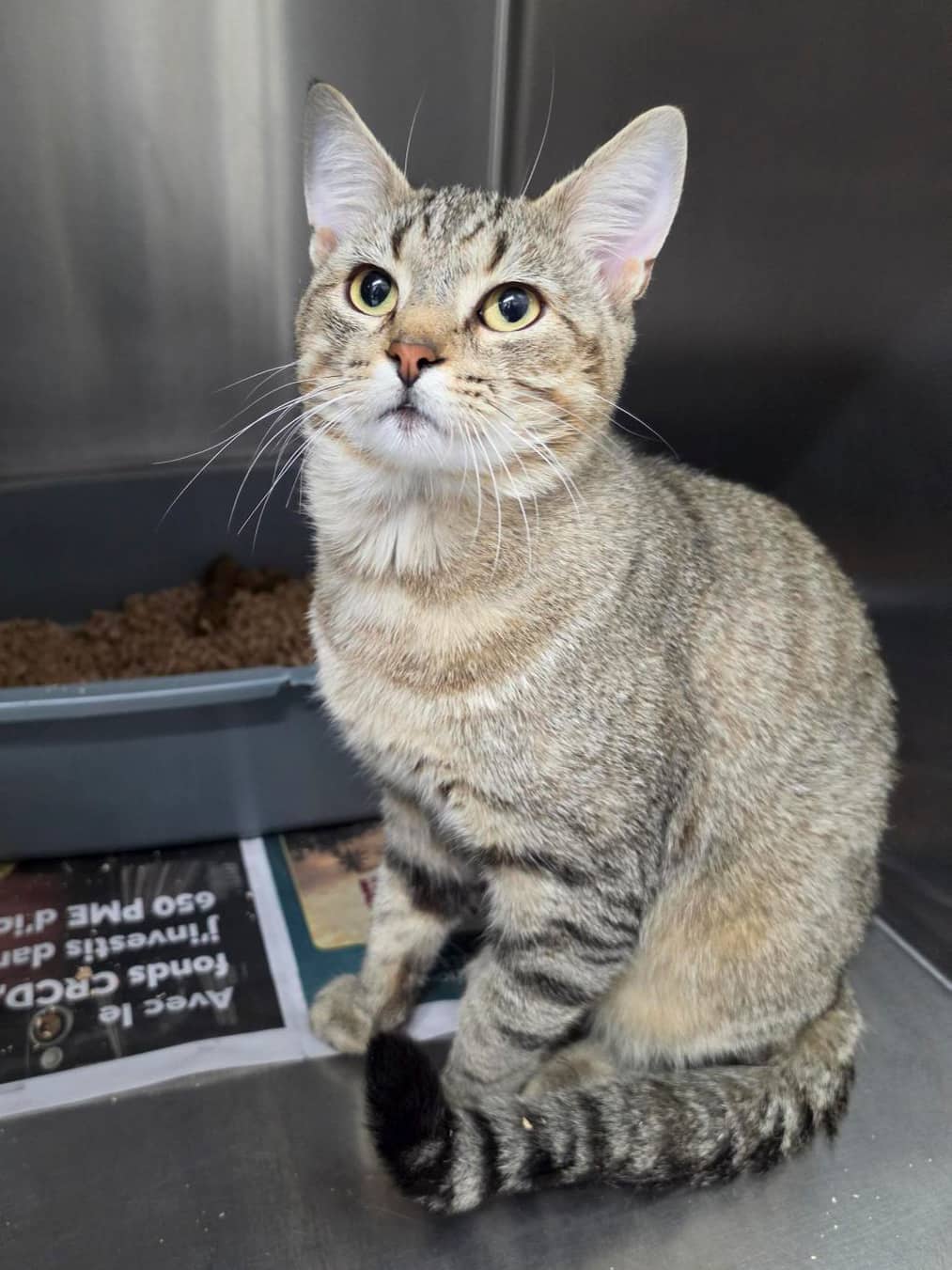 Churros - Domestic Shorthair cat available for adoption at SPCA de l'Outaouais in Gatineau