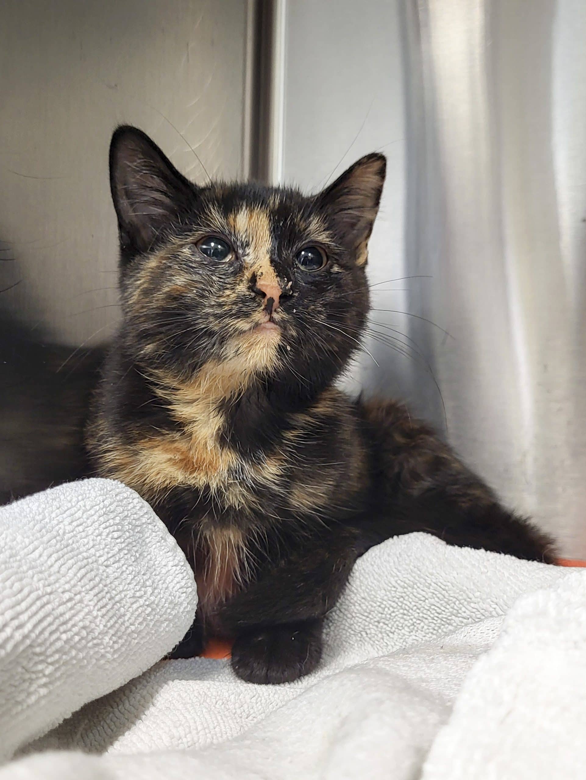 Croustille - Domestic Shorthair cat available for adoption at SPCA de l'Outaouais in Gatineau